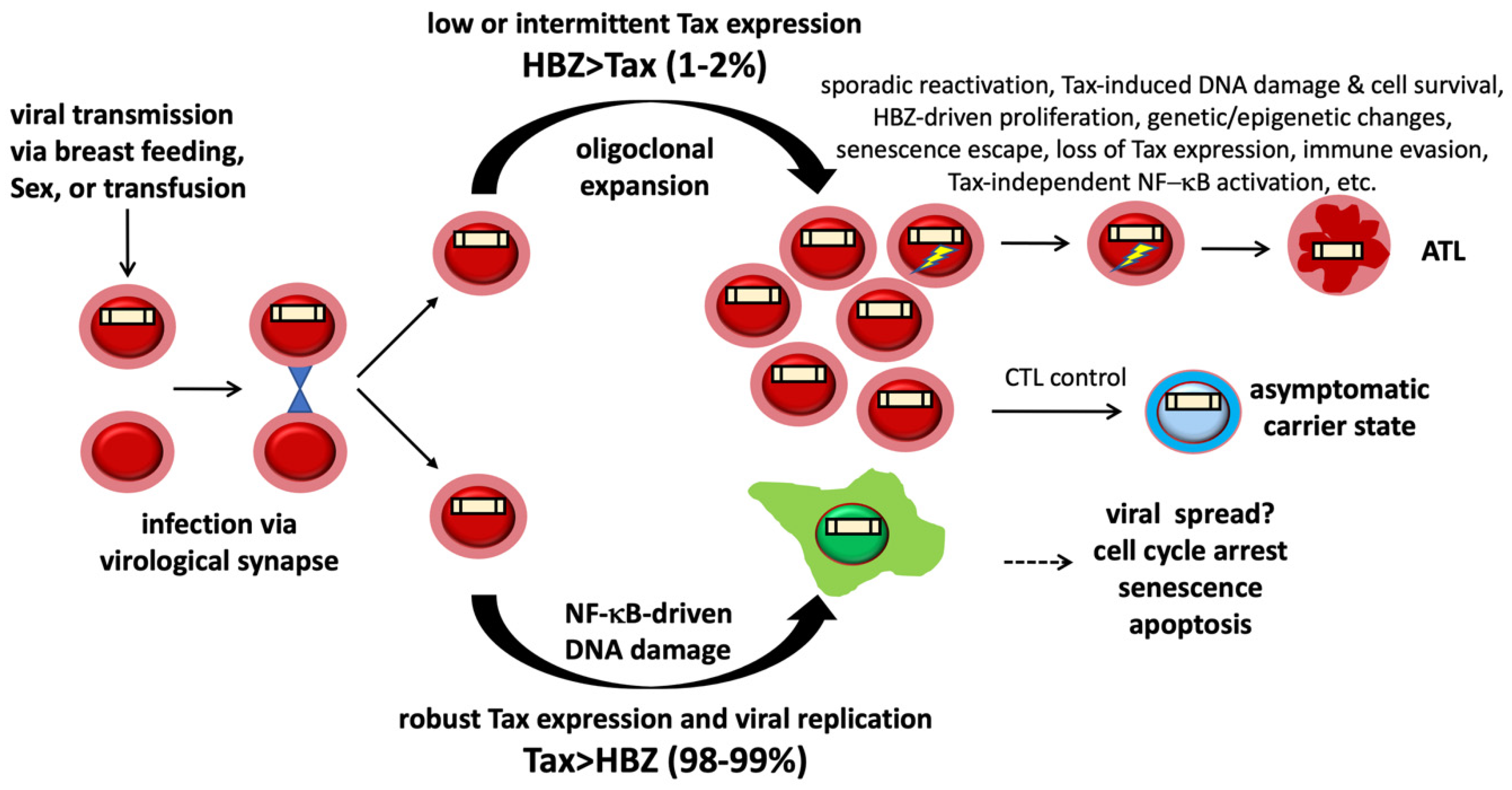 Viruses 14 00877 g002