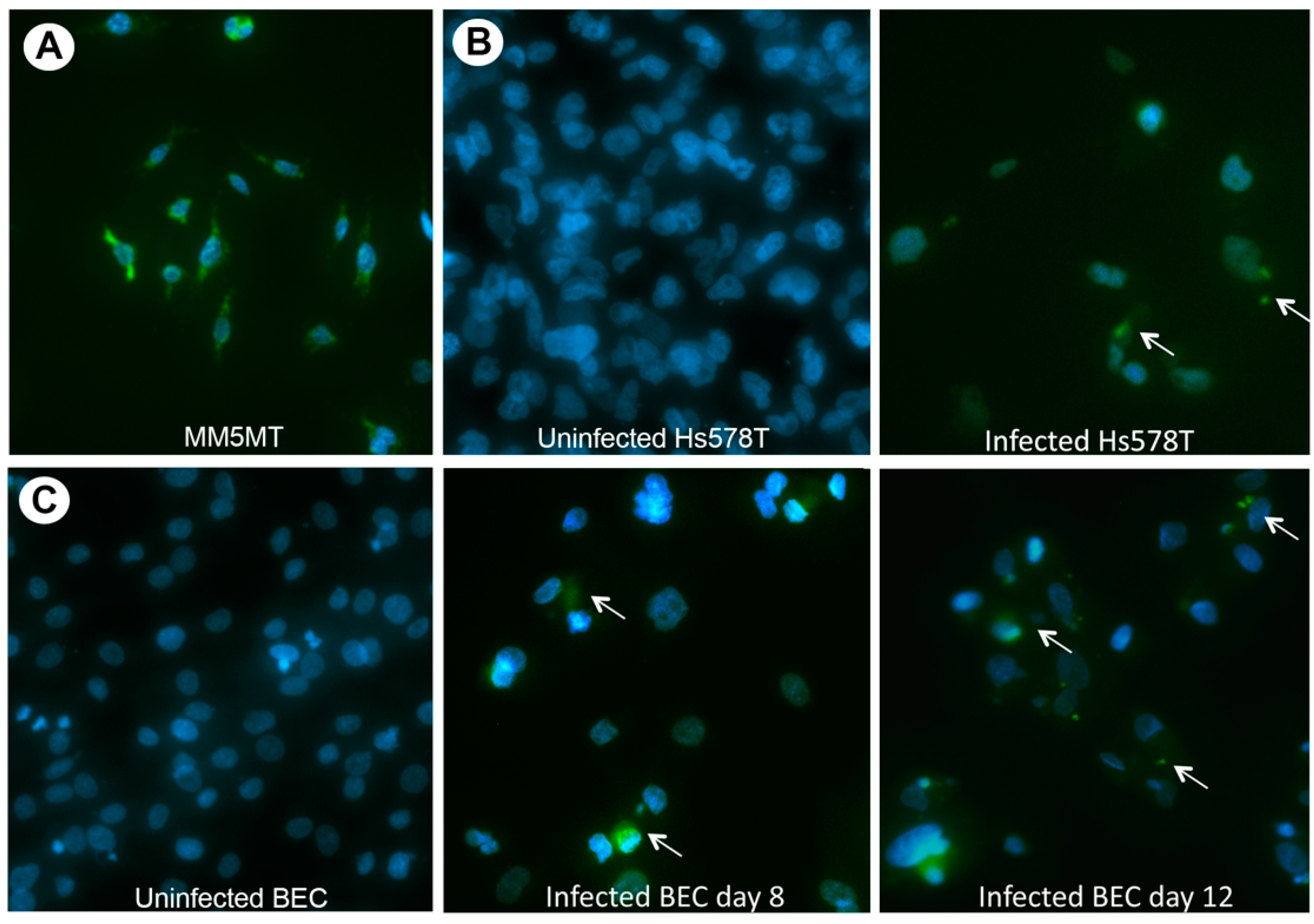 Viruses 14 00886 g002 Viruses 14 00886 g002