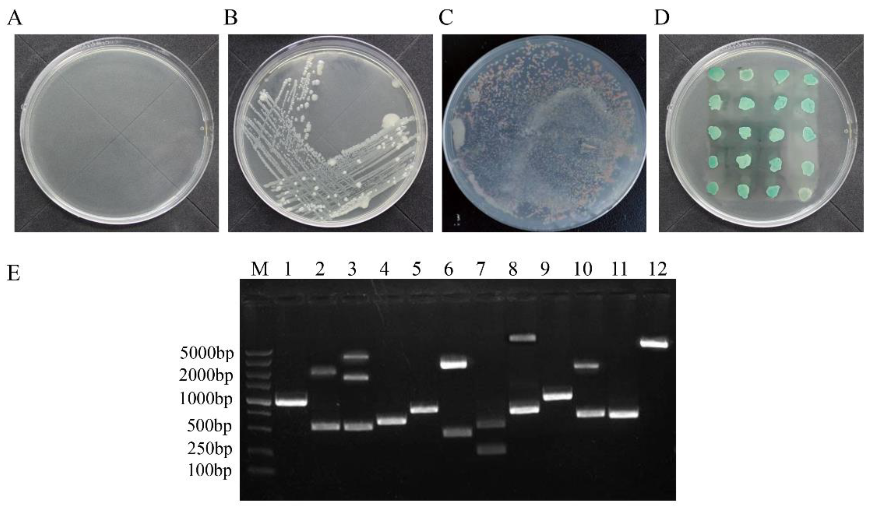 Viruses 14 00892 g001 Viruses 14 00892 g001