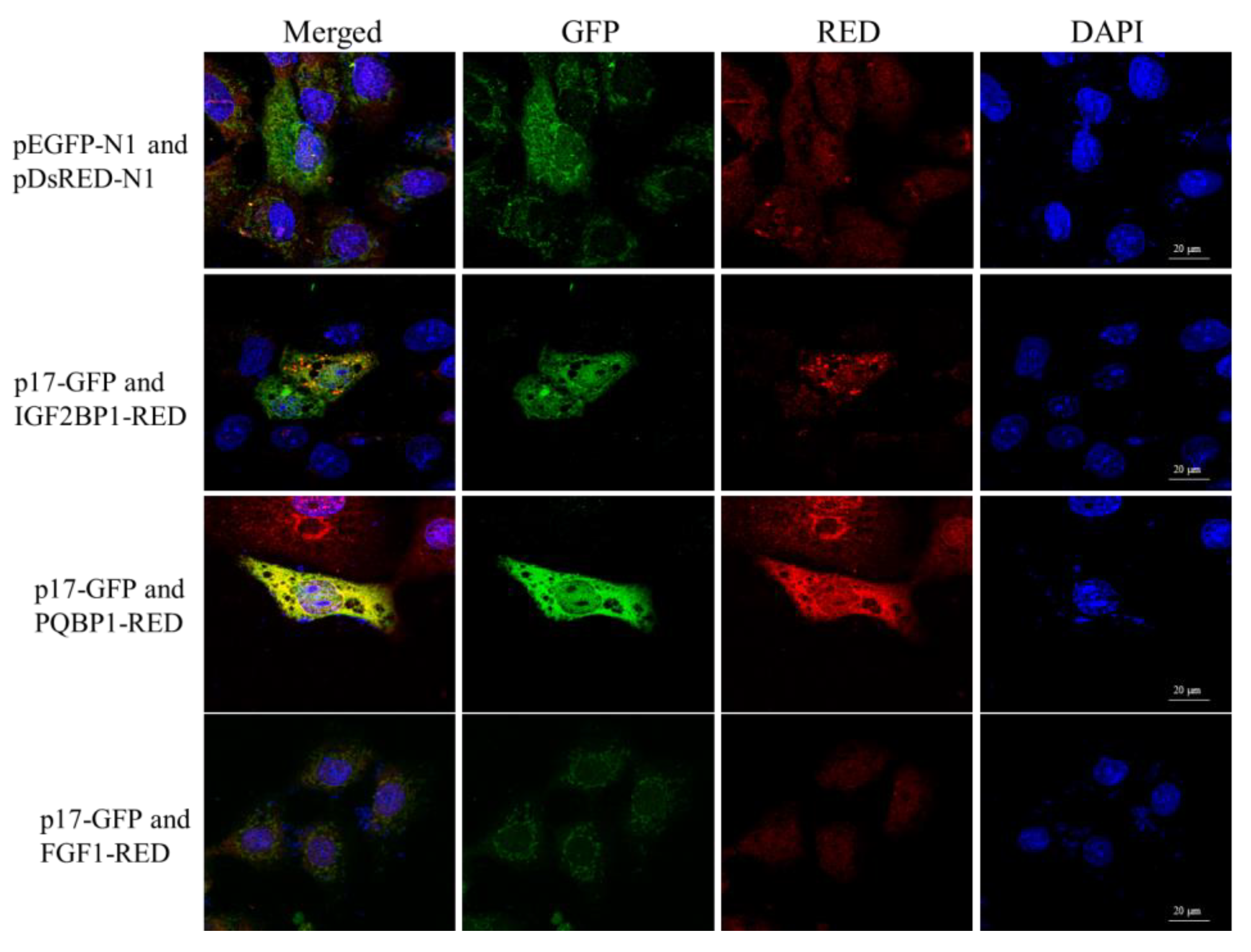 Viruses 14 00892 g004 Viruses 14 00892 g004