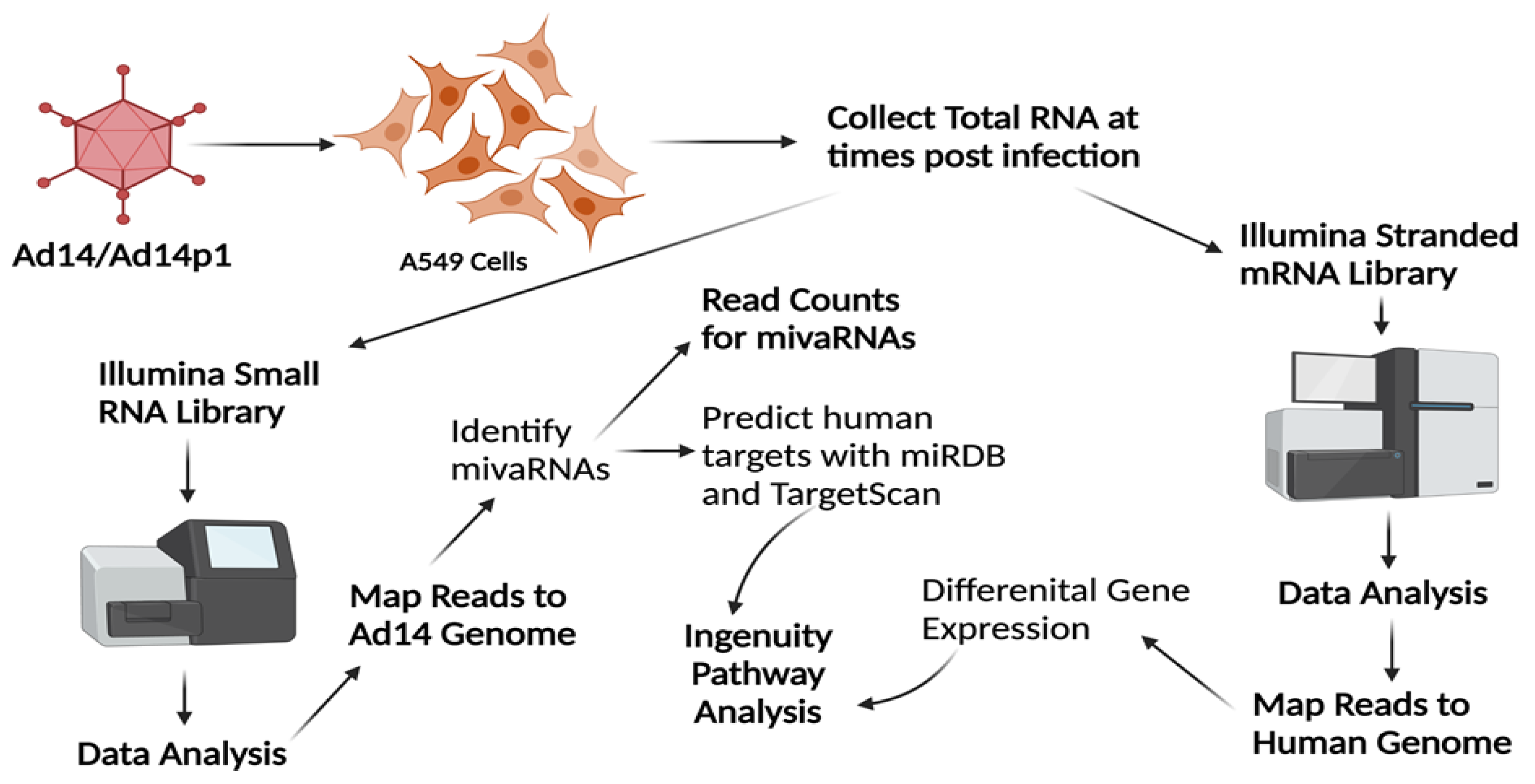 Viruses 14 00898 g002