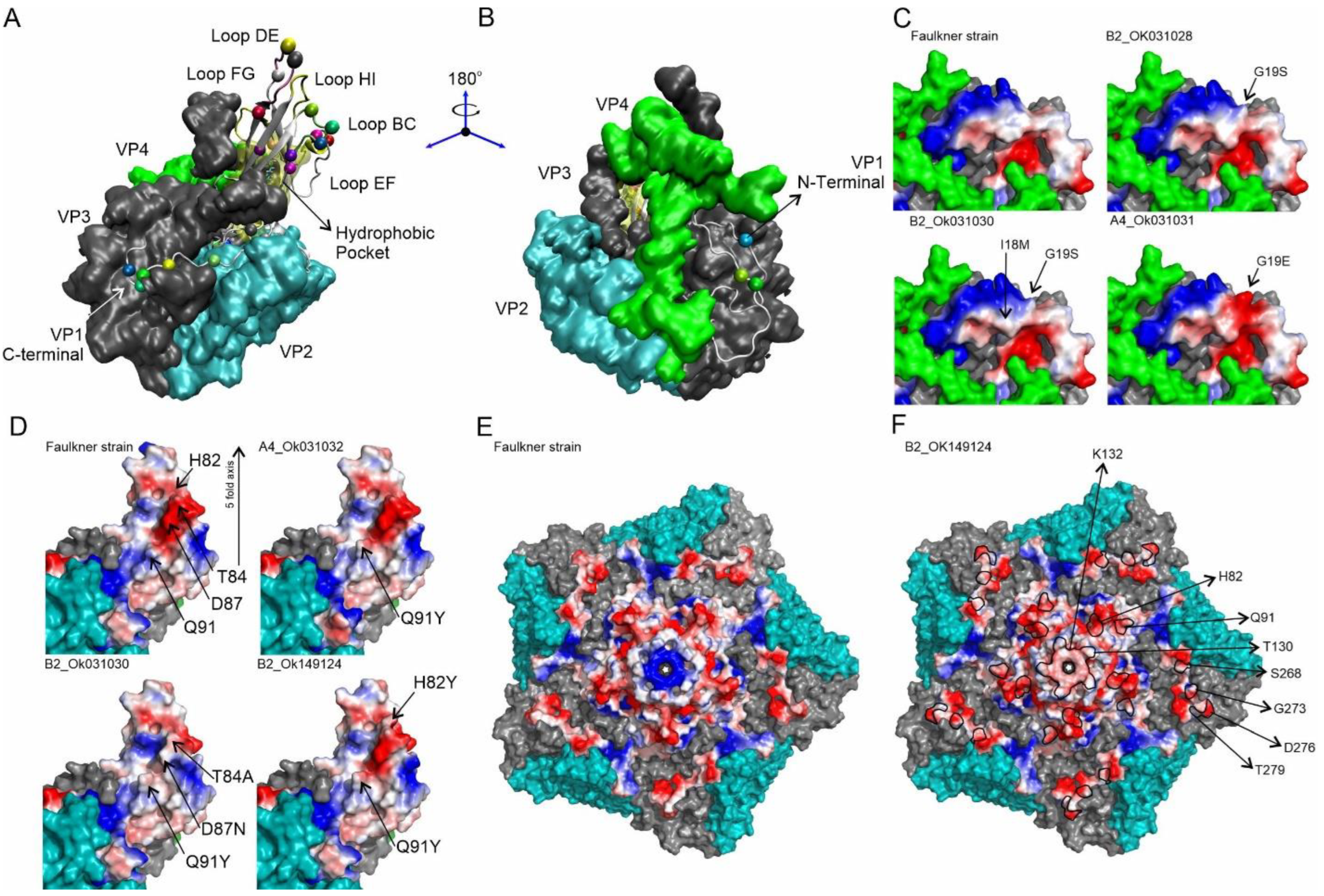 Viruses 14 00899 g004