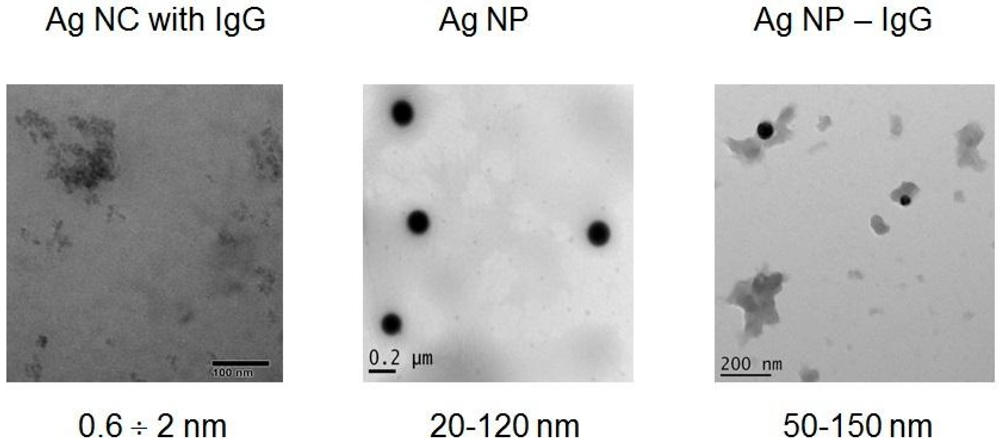 Viruses 14 00902 g001 550