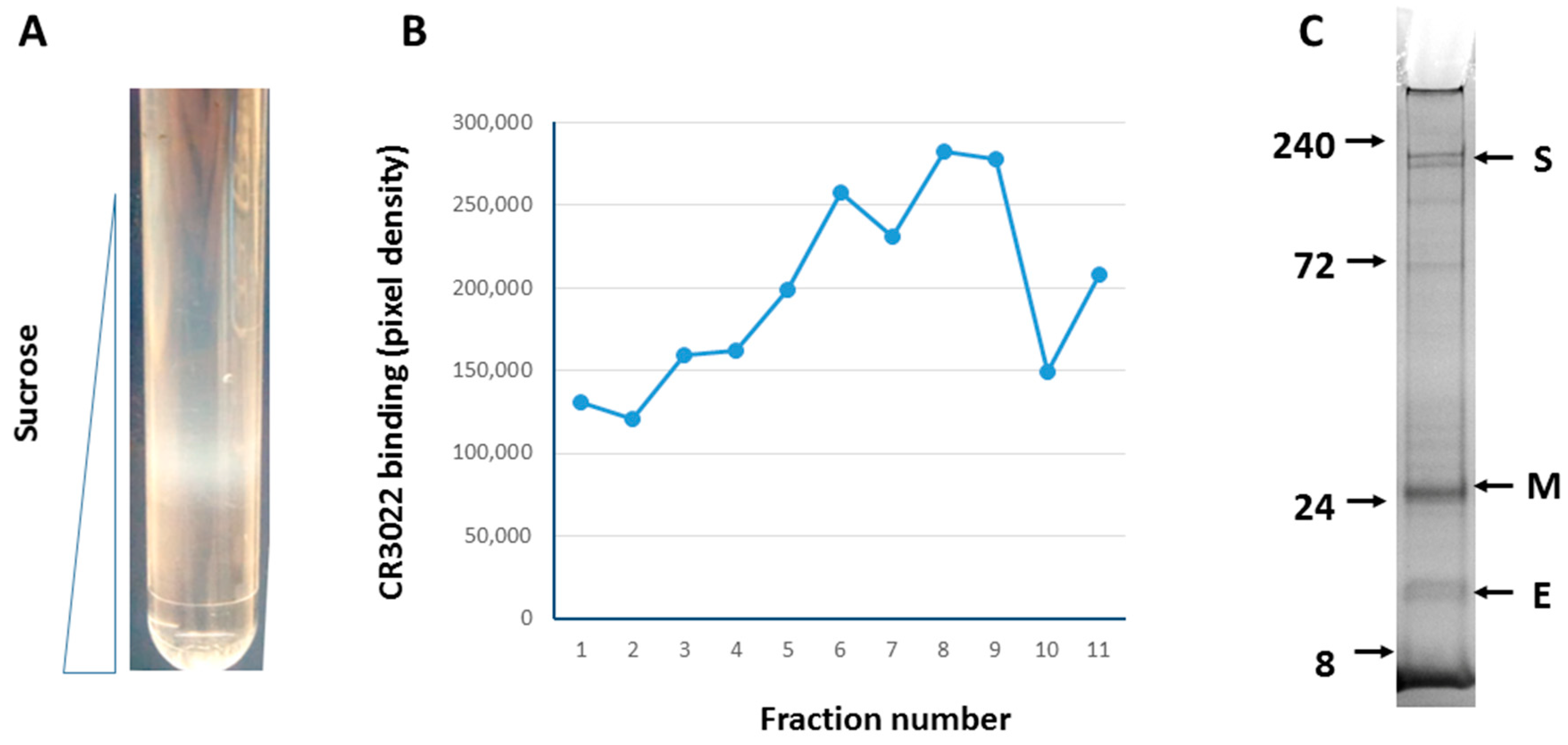 Viruses 14 00914 g003