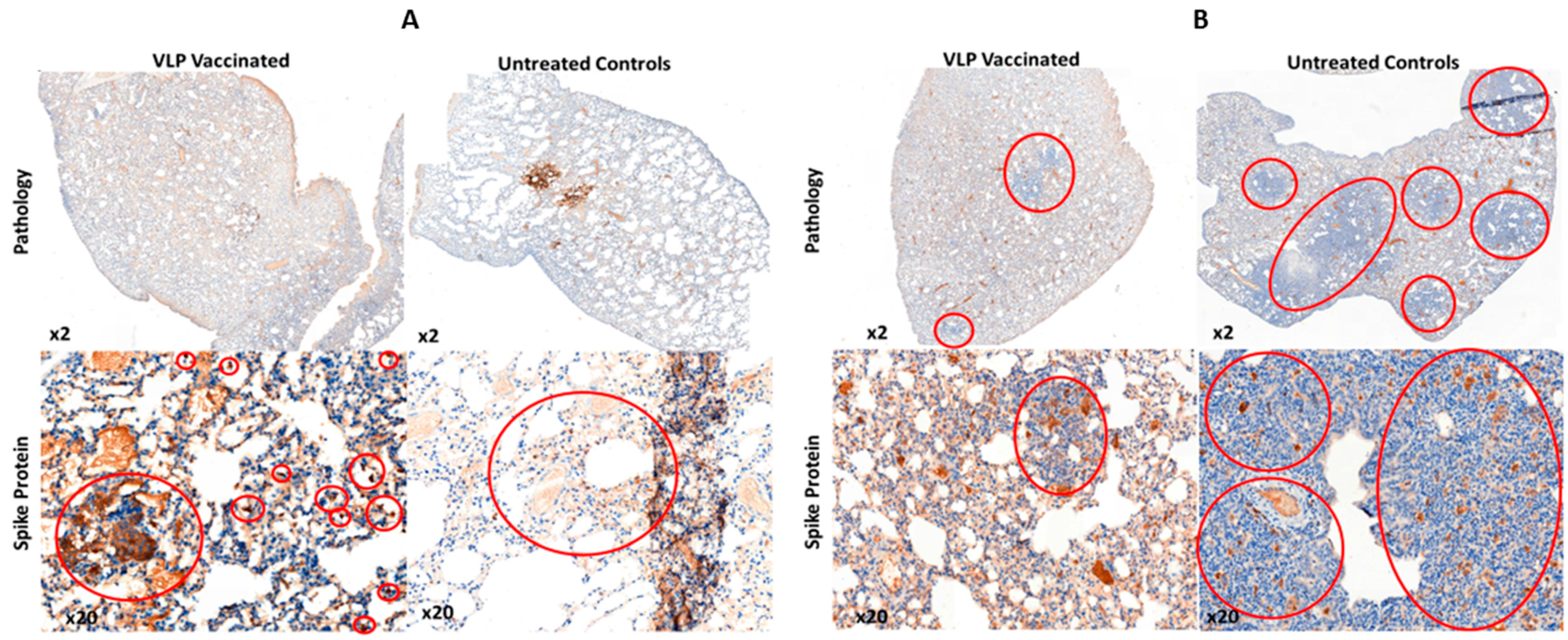Viruses 14 00914 g010