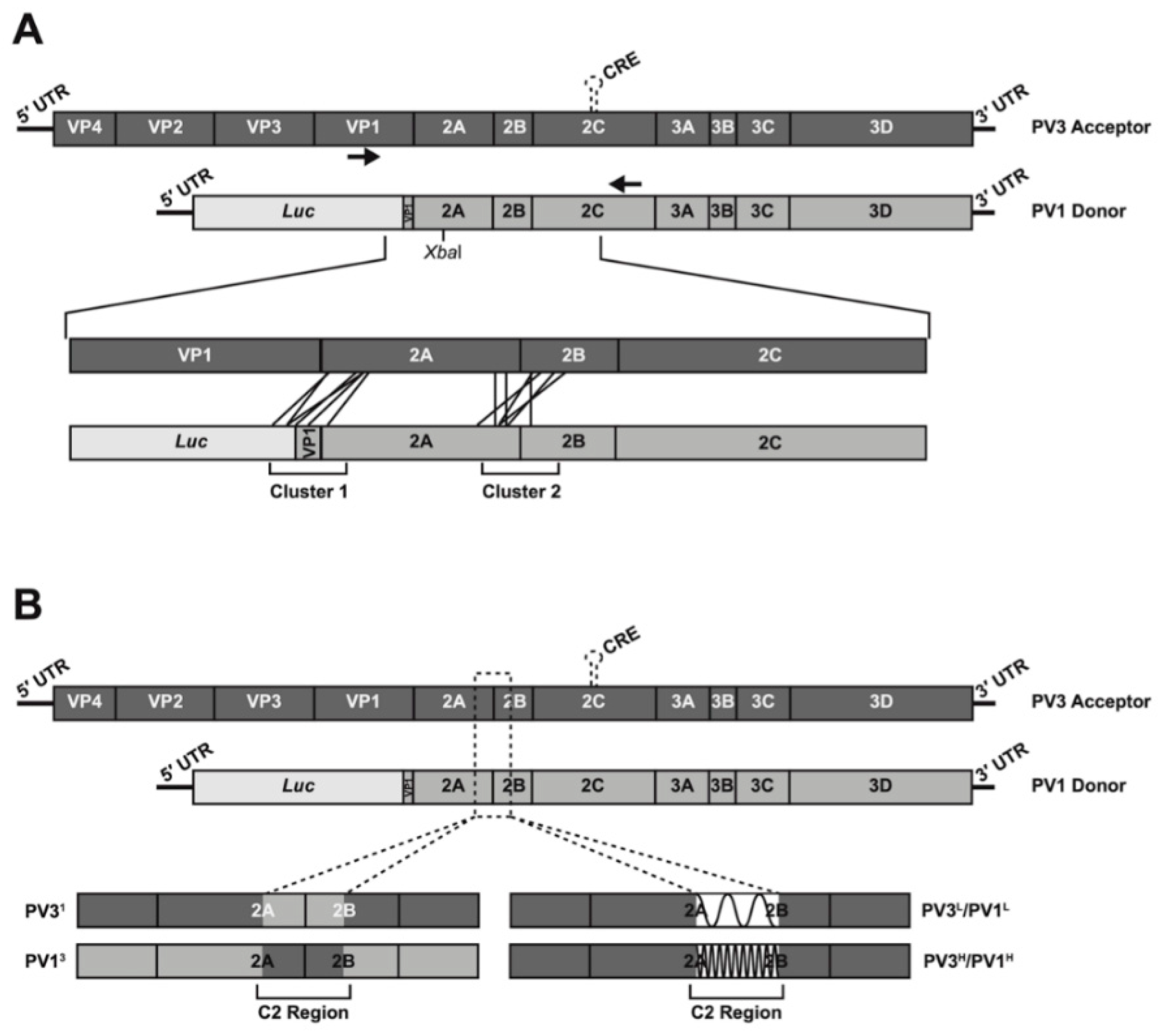 Viruses 14 00916 g001