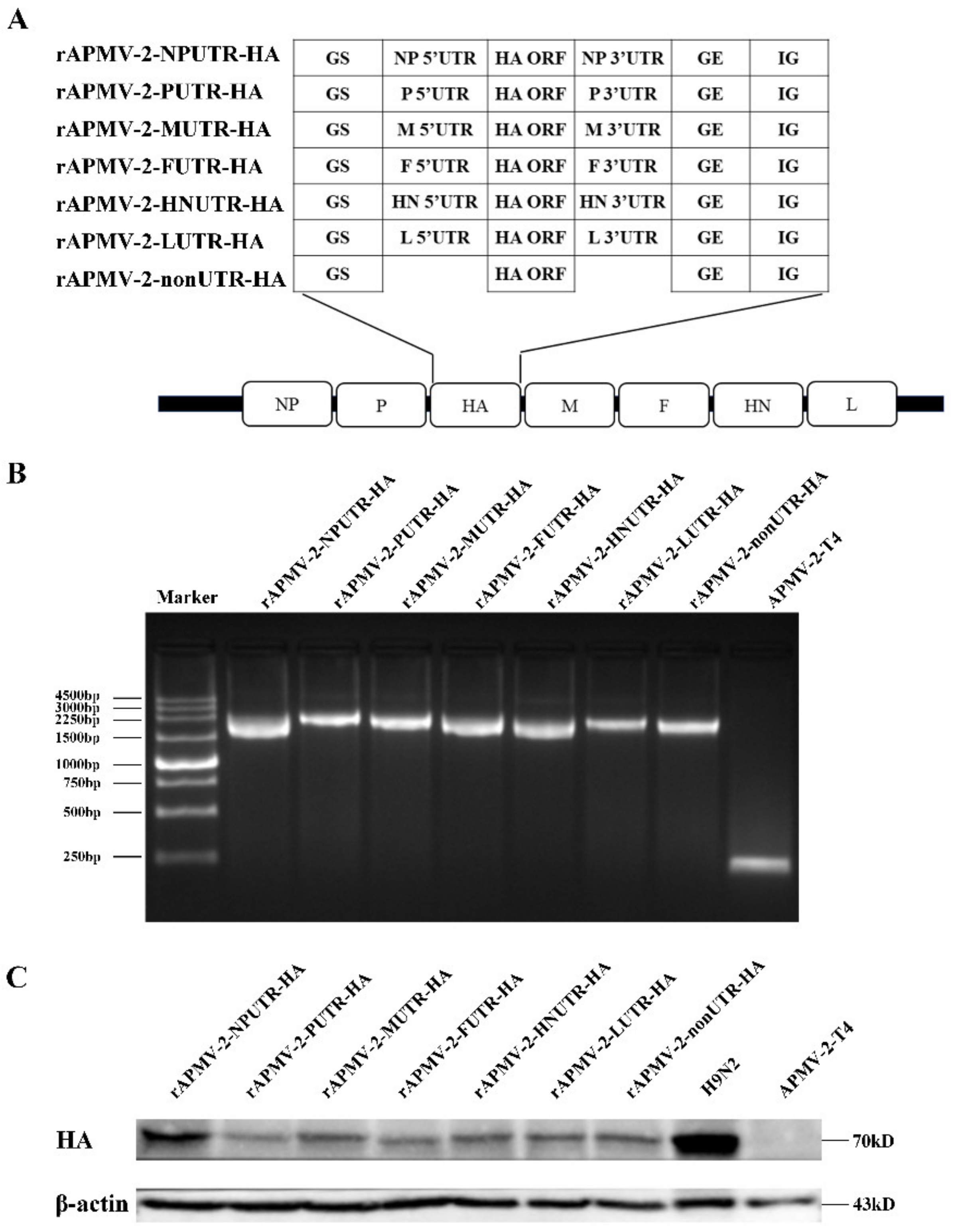 Viruses 14 00918 g002 Viruses 14 00918 g002