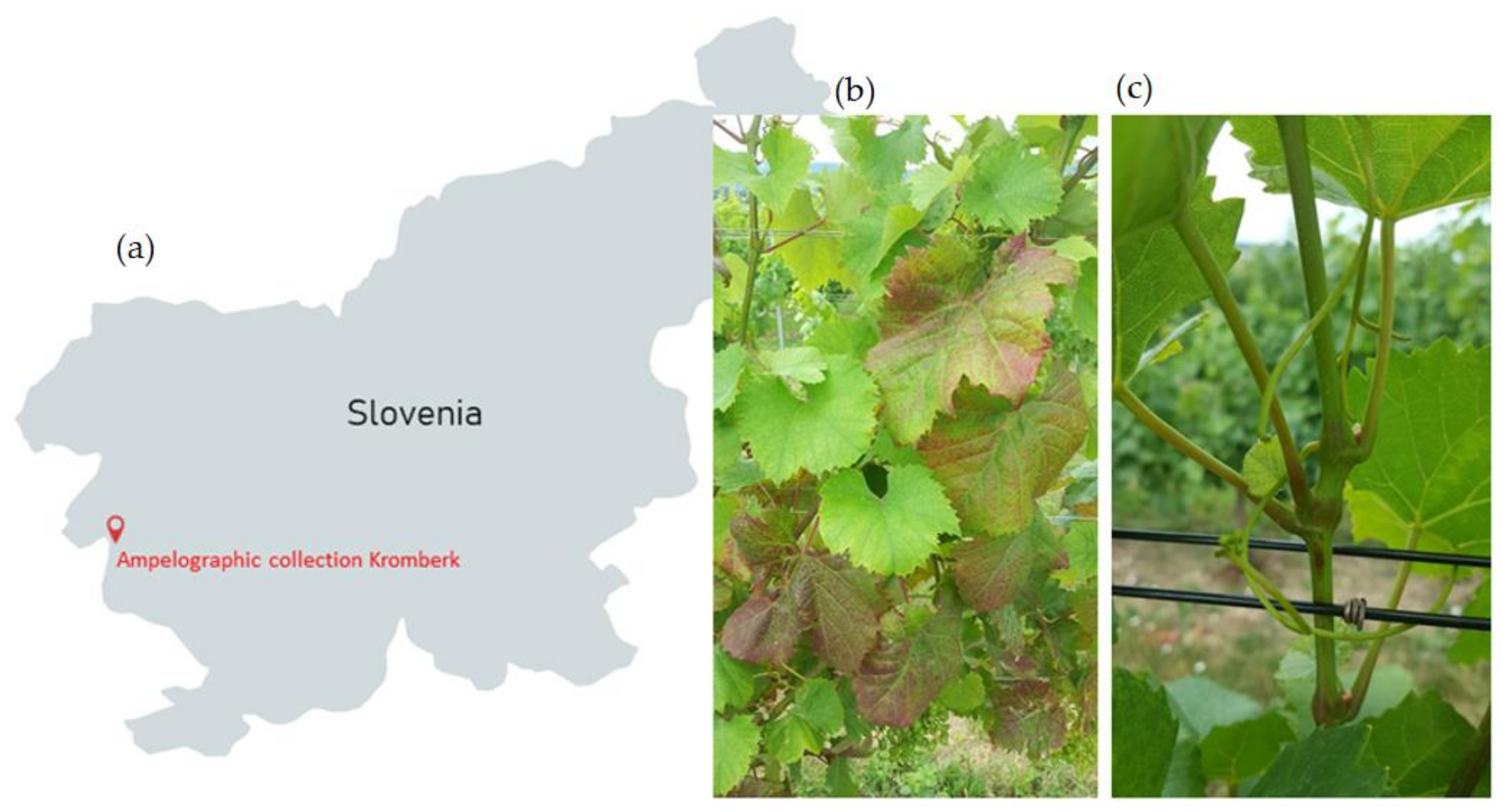 Viruses 14 00921 g001