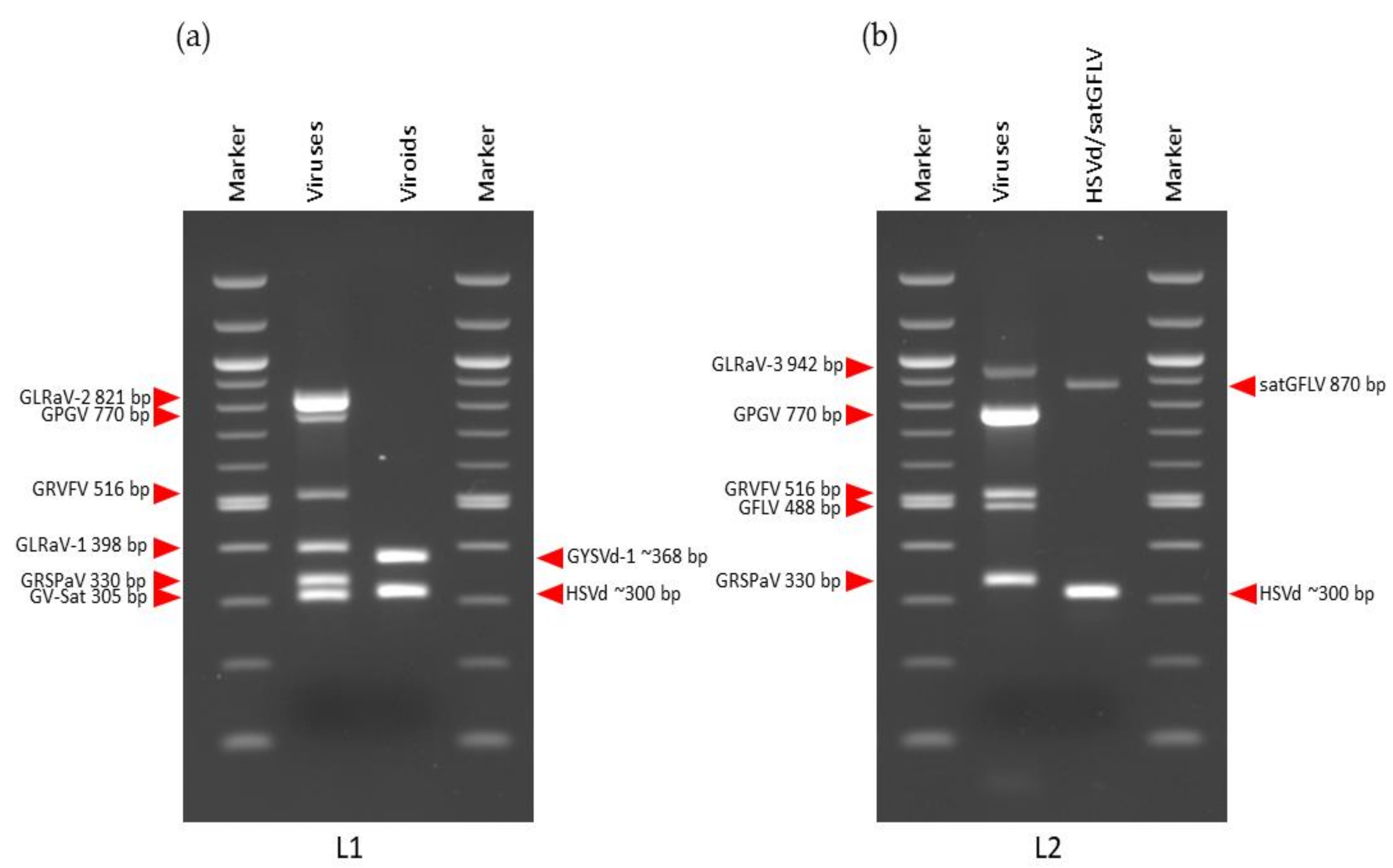 Viruses 14 00921 g003a