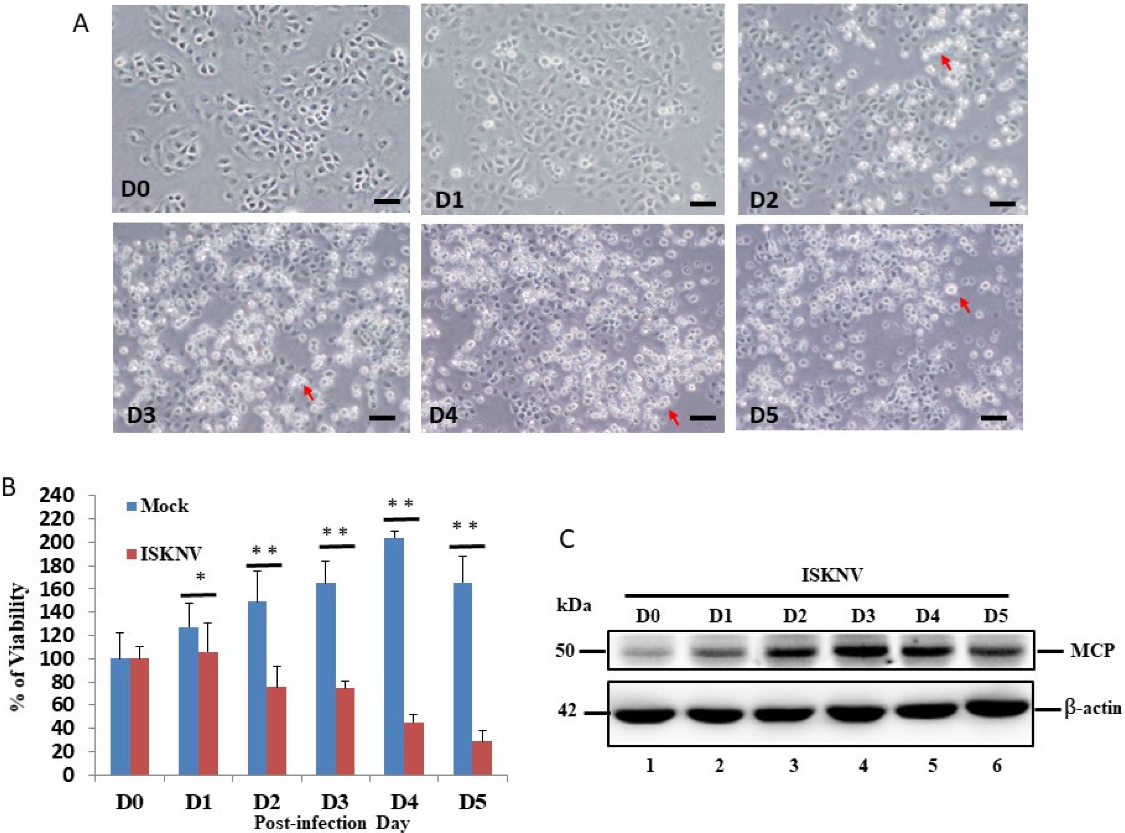 Viruses 14 00922 g001 Viruses 14 00922 g001