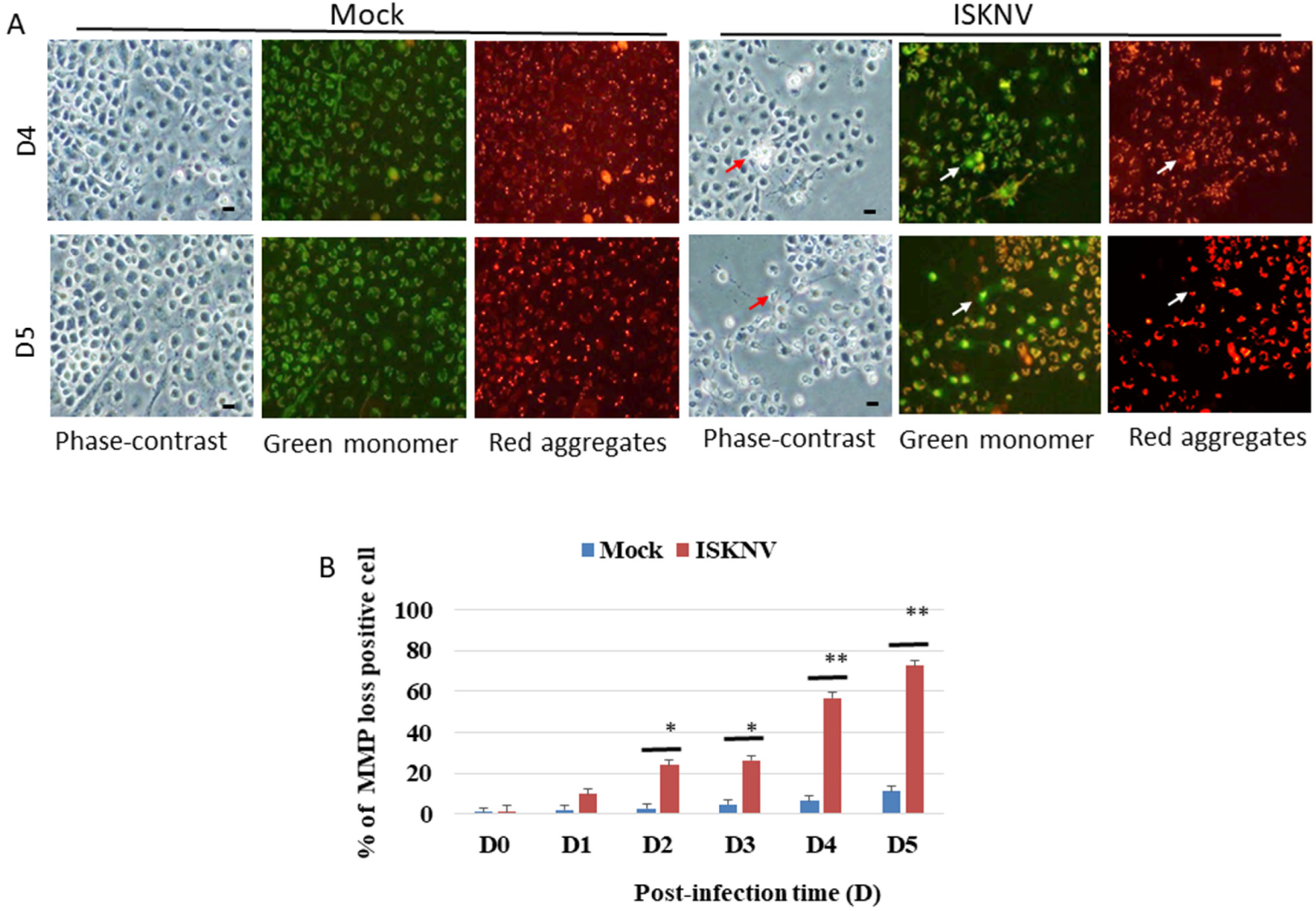 Viruses 14 00922 g003 Viruses 14 00922 g003