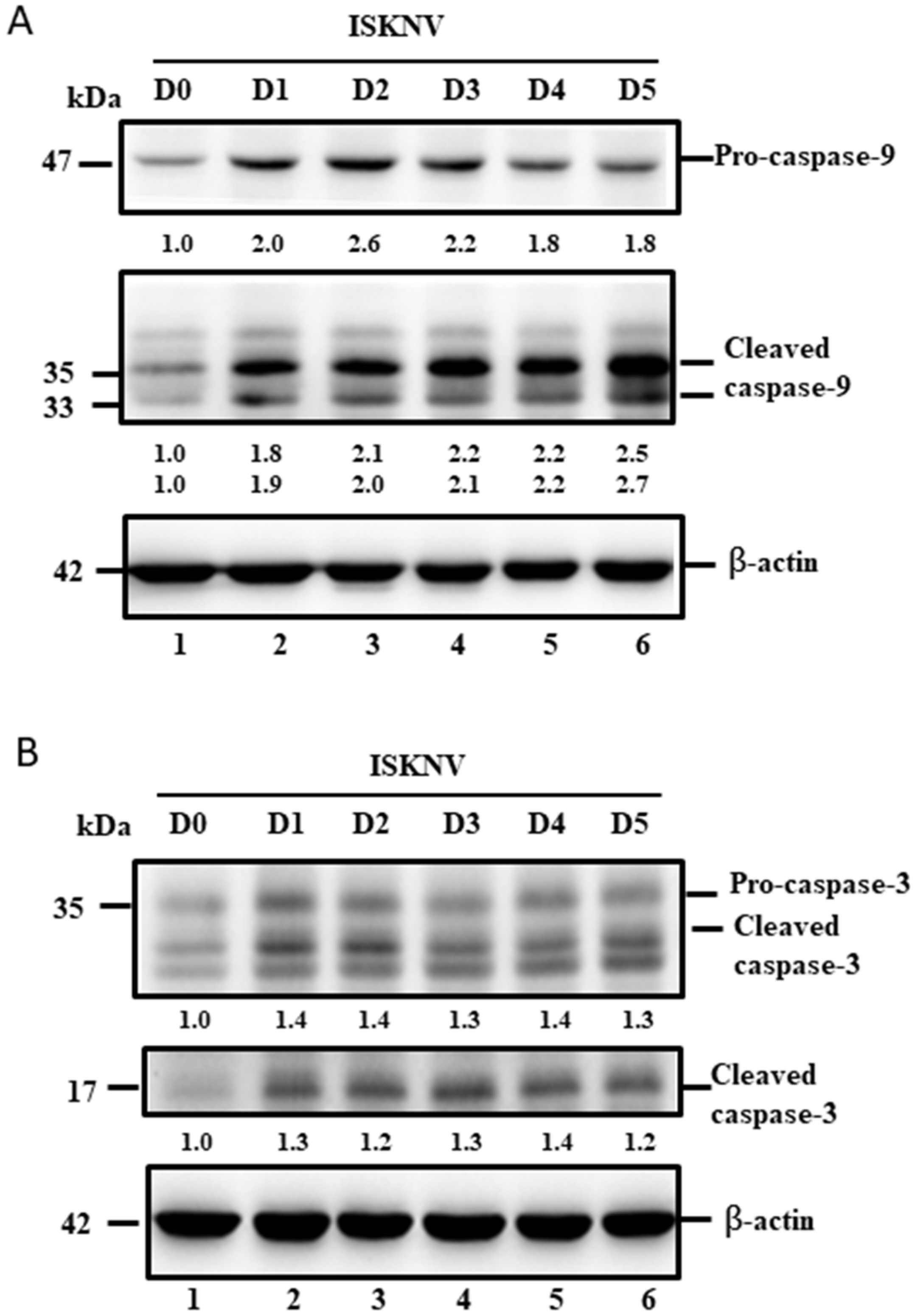 Viruses 14 00922 g006 Viruses 14 00922 g006