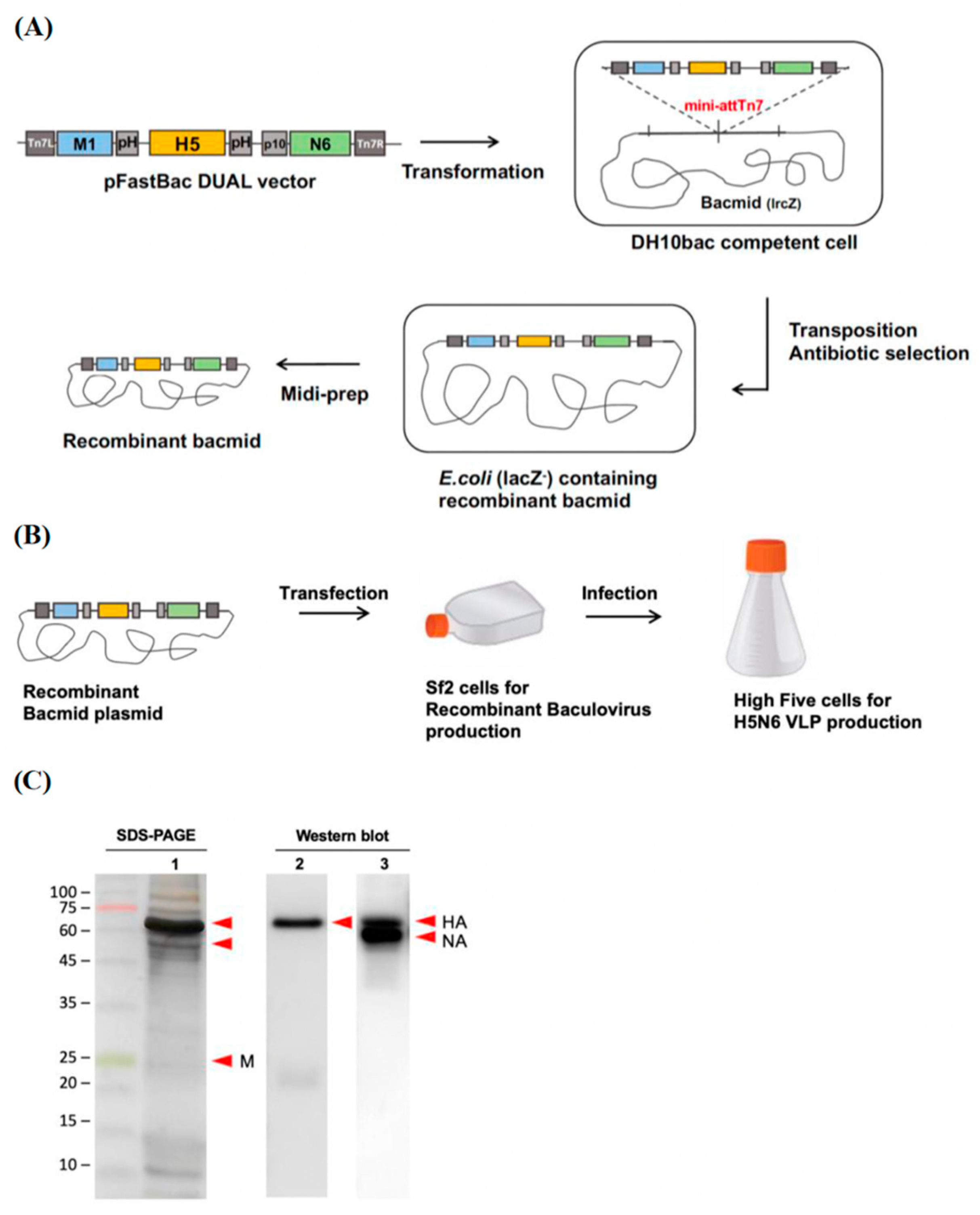 Viruses 14 00925 g001 550