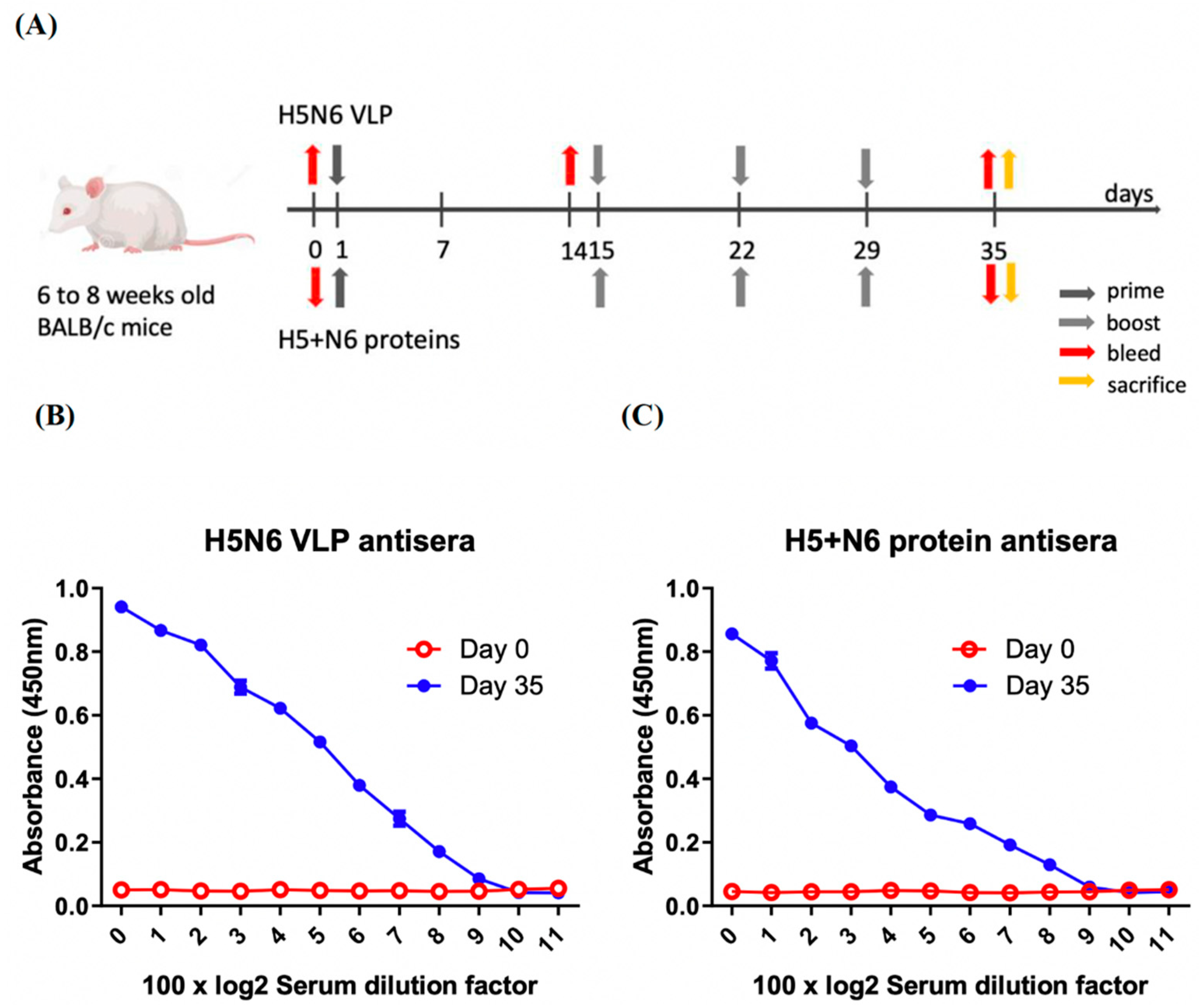 Viruses 14 00925 g005 550