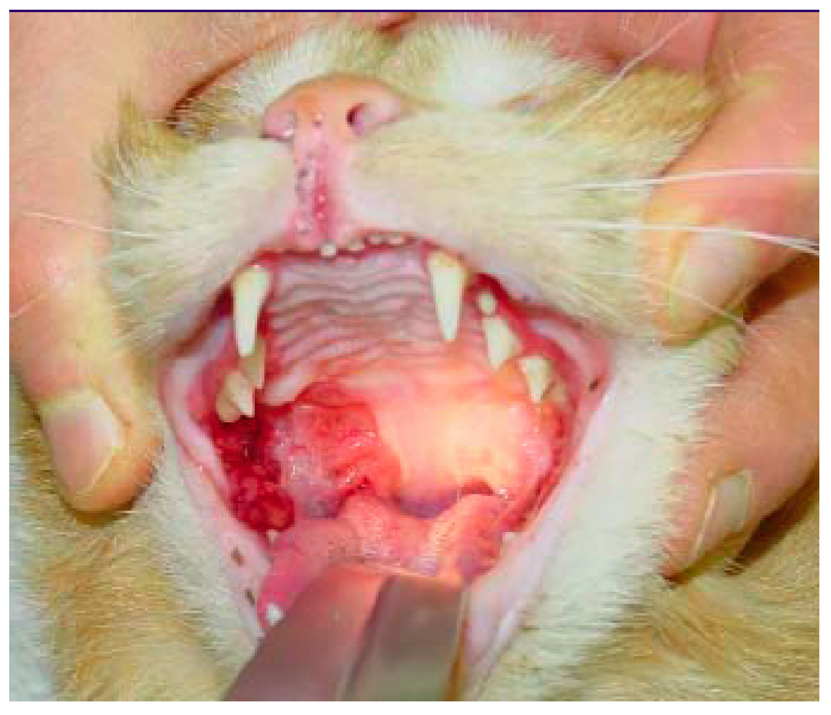 Viruses 14 00937 g006 Viruses 14 00937 g006