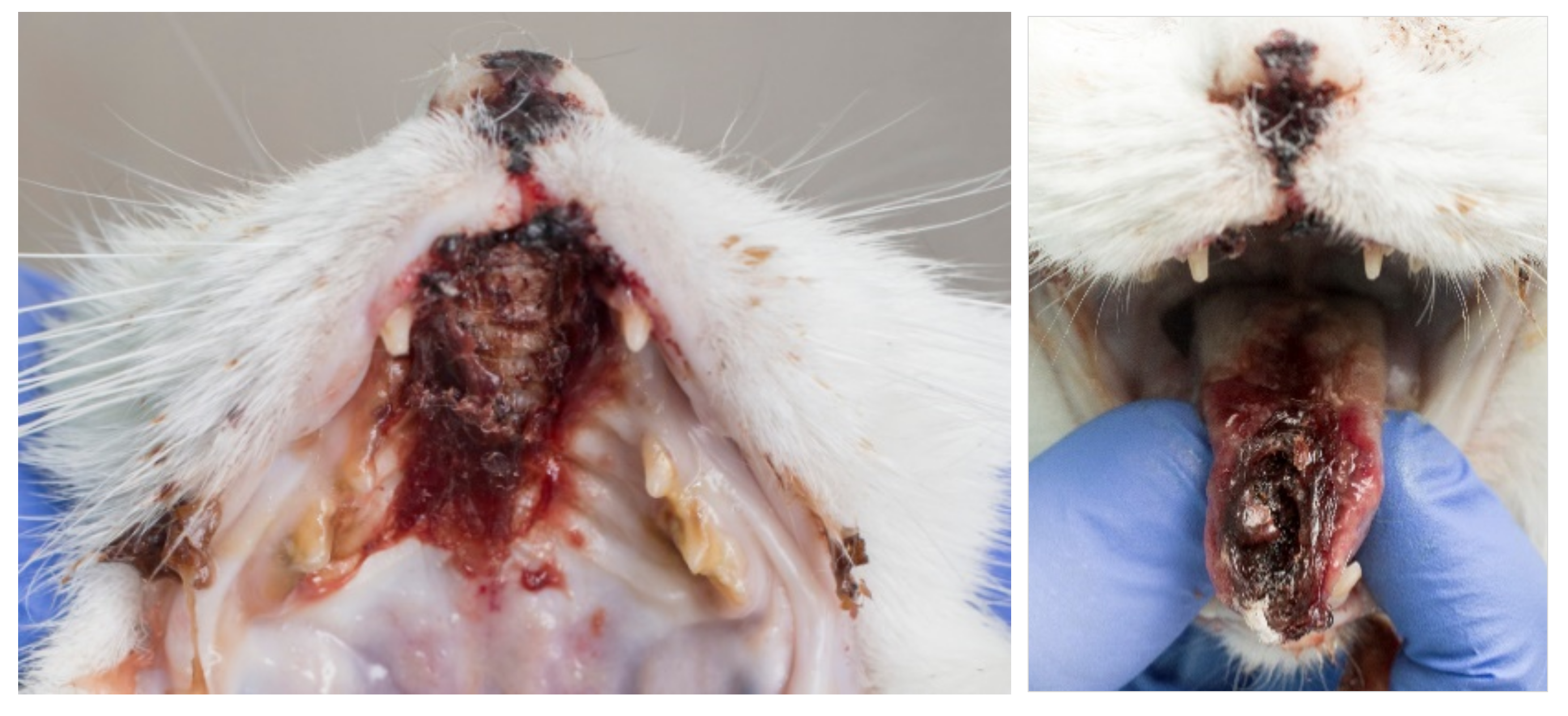 Viruses 14 00937 g009 Viruses 14 00937 g009