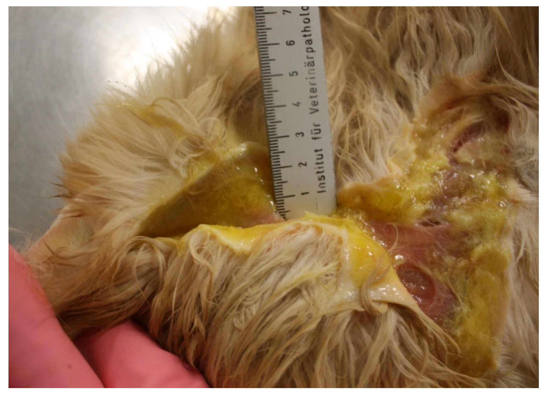 Viruses 14 00937 g011 Viruses 14 00937 g011