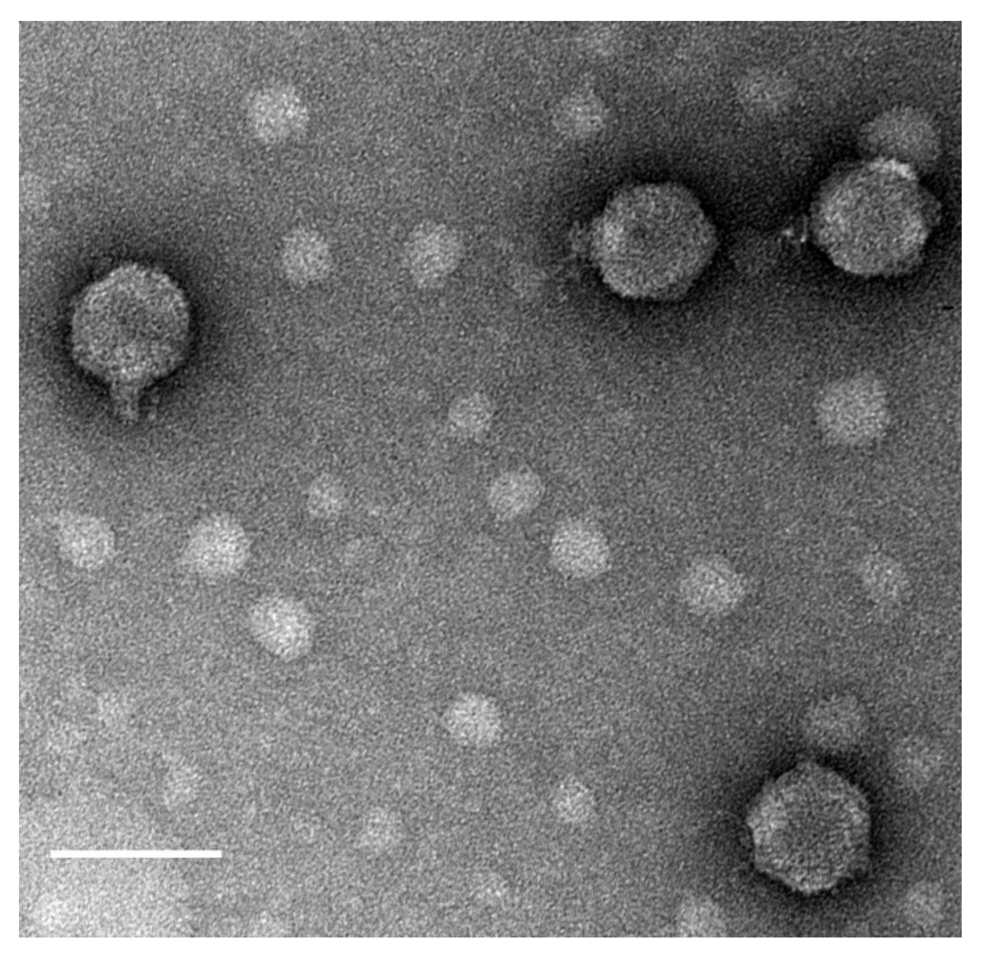 Viruses 14 00938 g001 Viruses 14 00938 g001