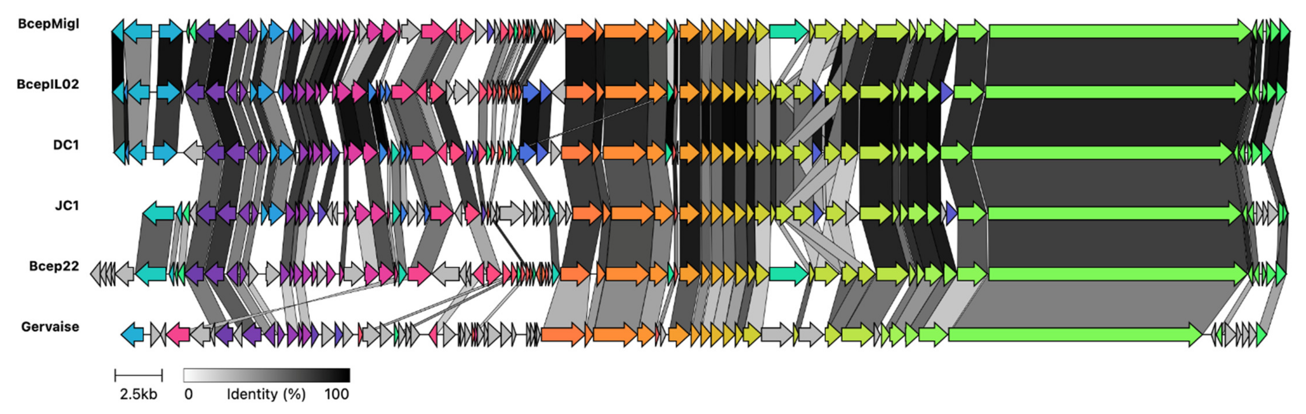 Viruses 14 00938 g006 Viruses 14 00938 g006