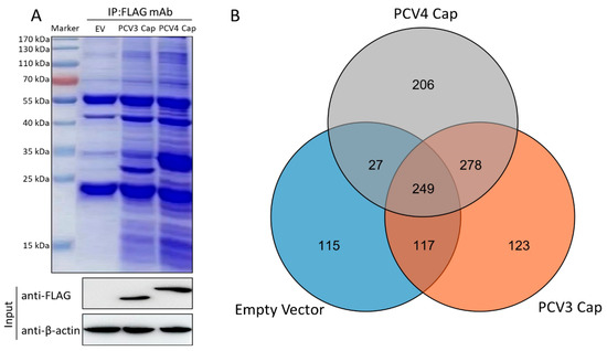Interaction Network of Porcine Circovirus Type 3 and 4