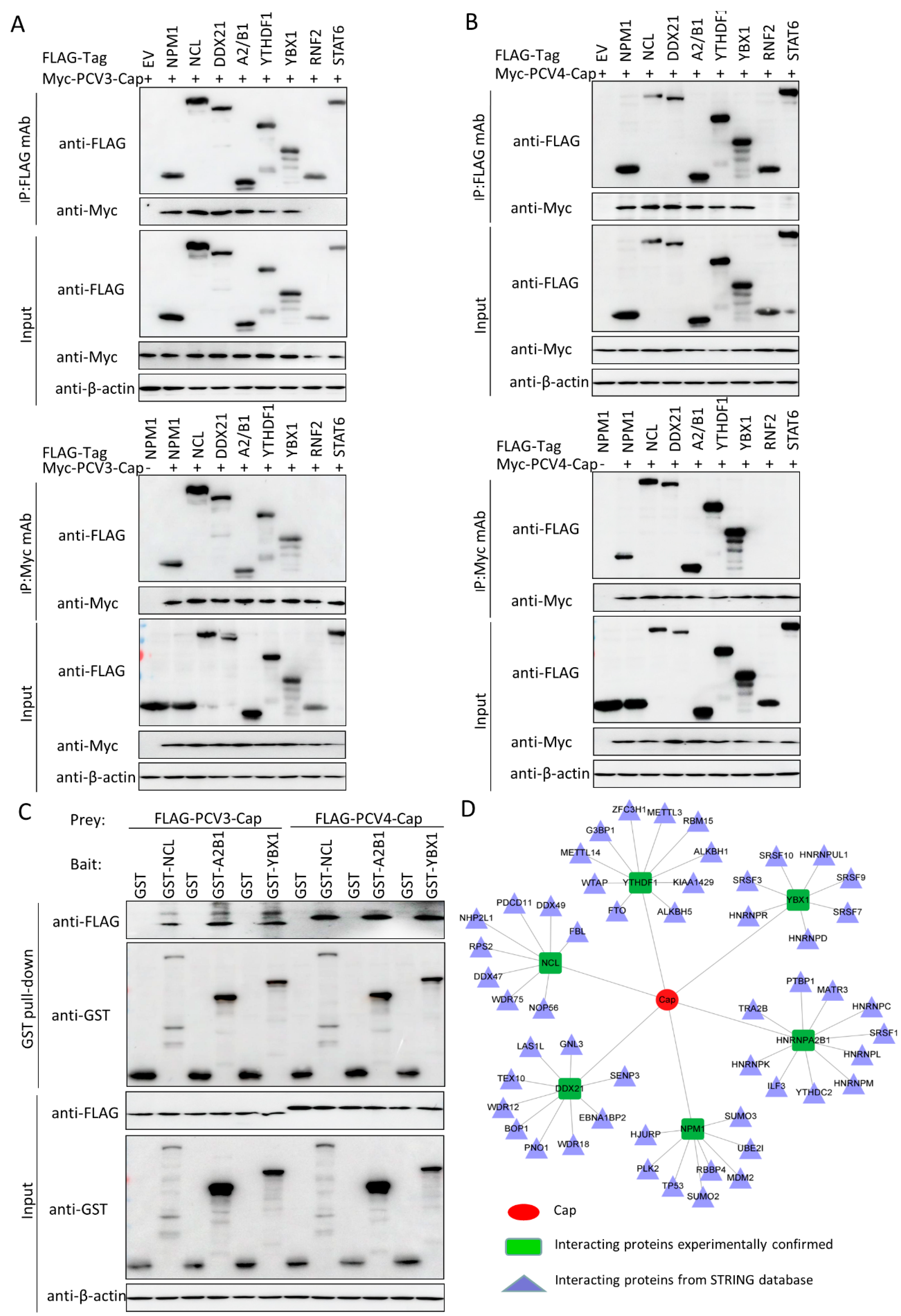 Viruses 14 00939 g005 Viruses 14 00939 g005