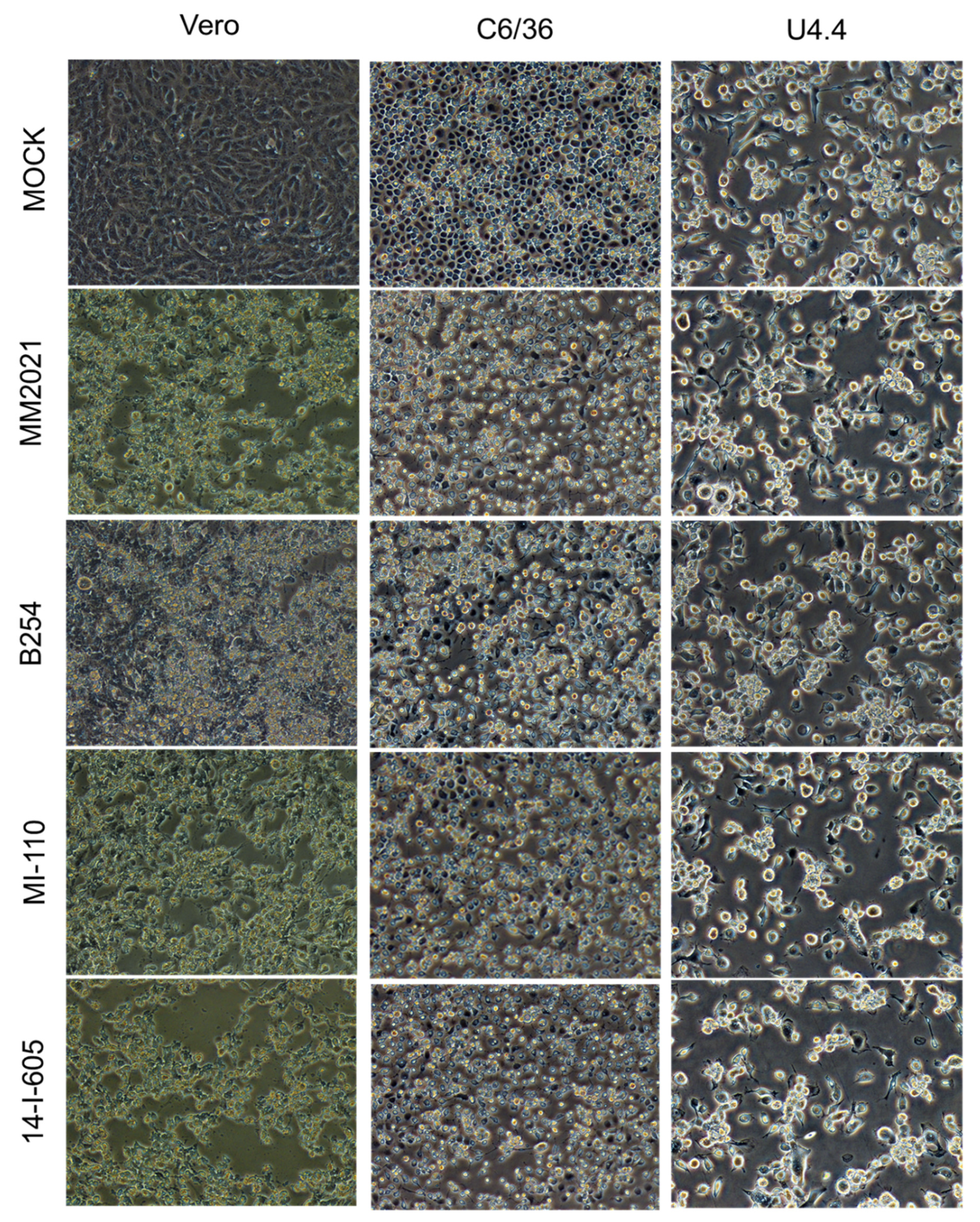 Viruses 14 00942 g004 Viruses 14 00942 g004