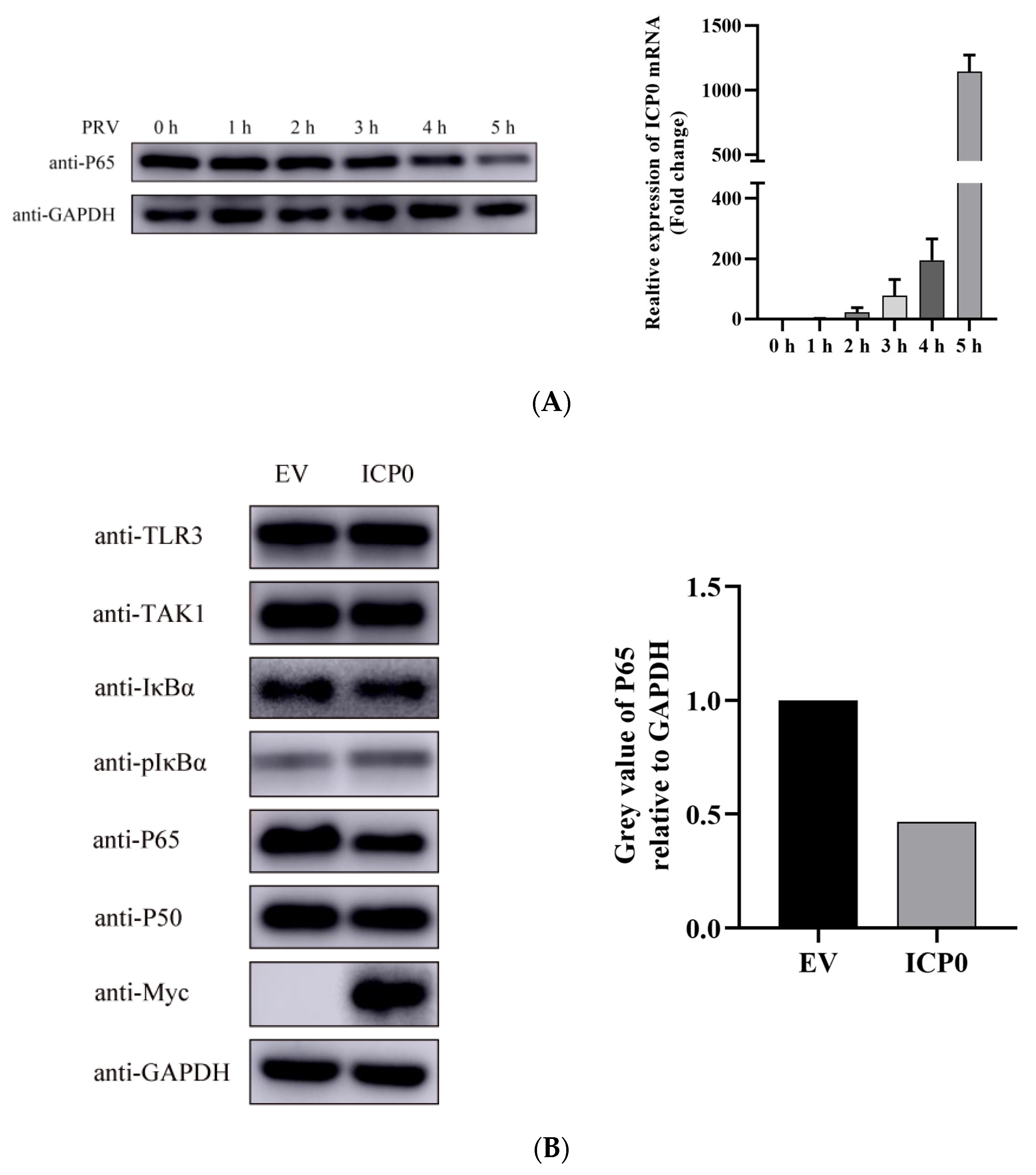 Viruses 14 00954 g003a