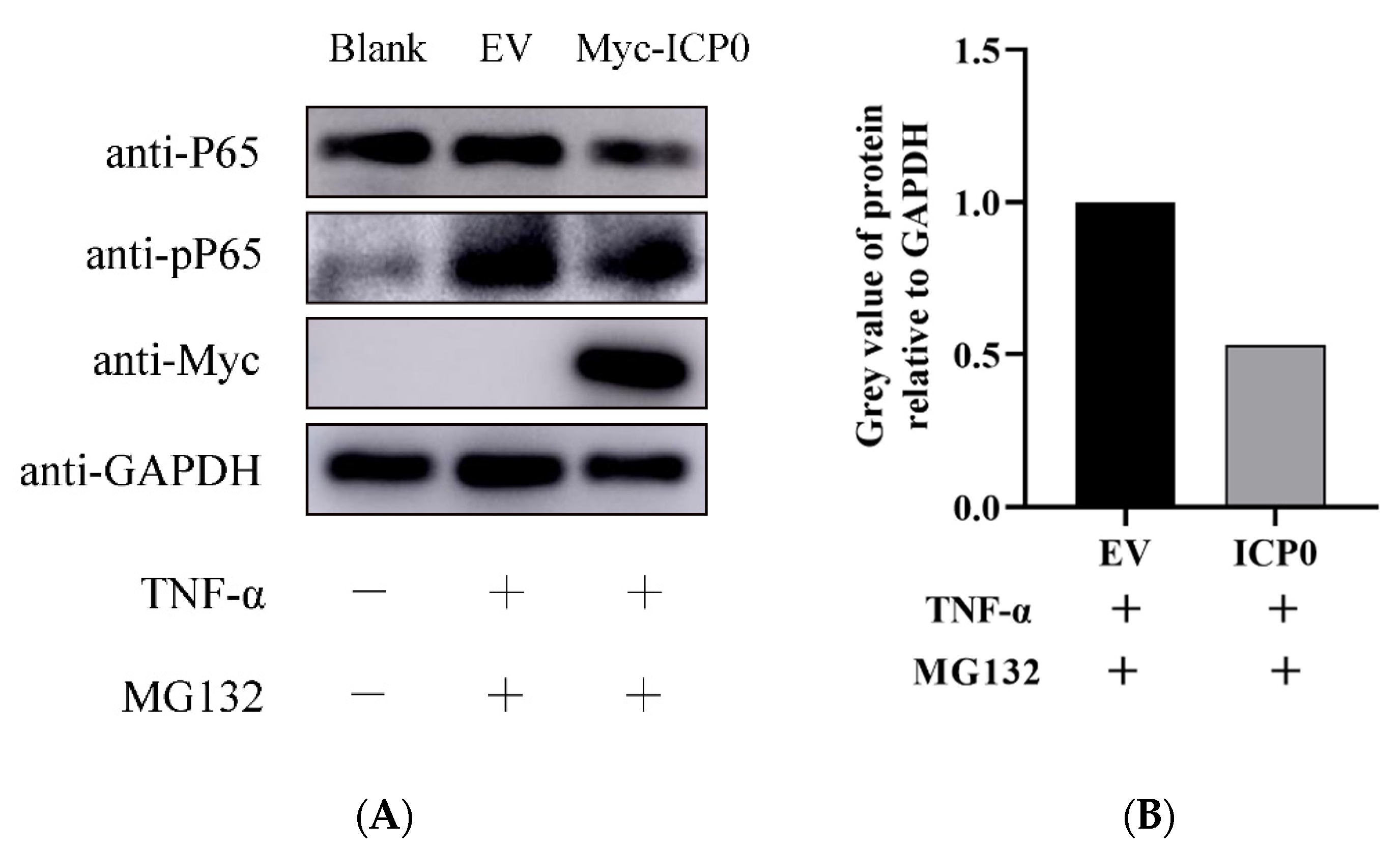 Viruses 14 00954 g005
