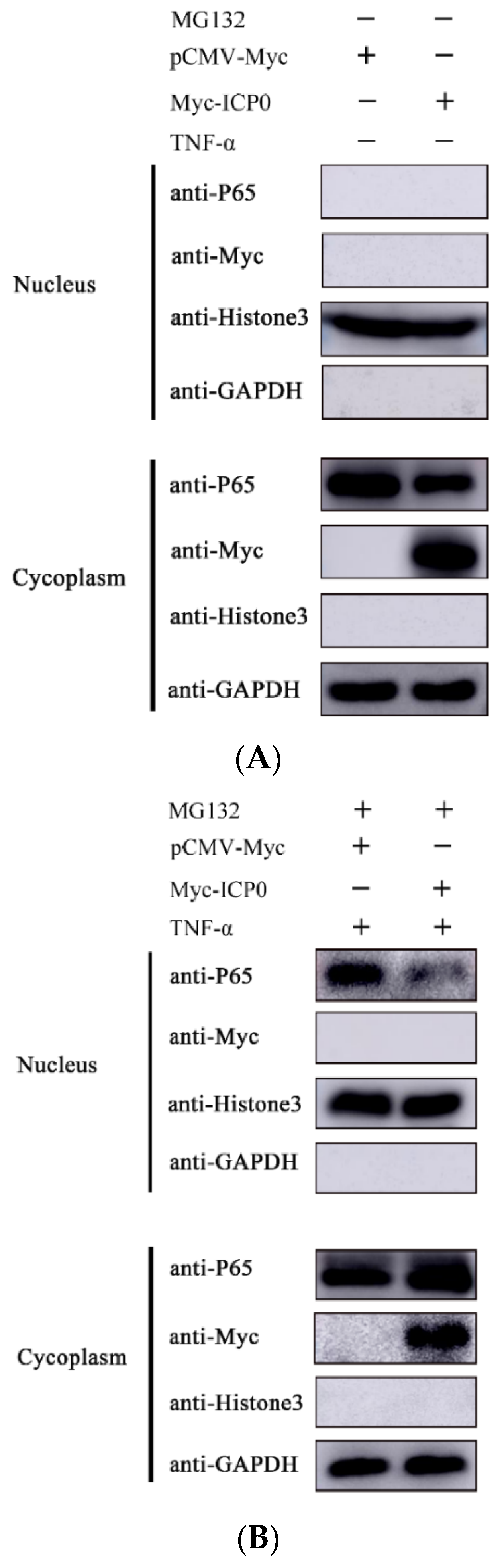 Viruses 14 00954 g006