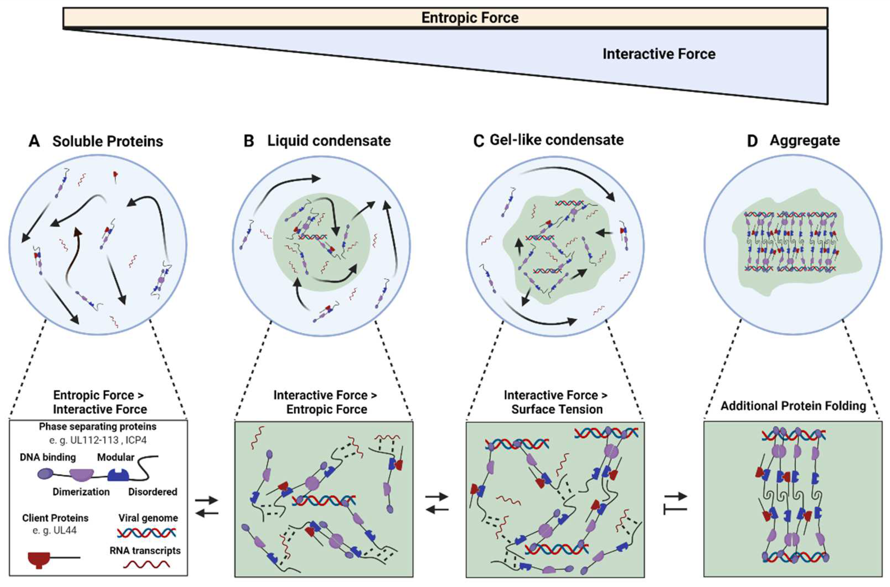 Viruses 14 00960 g001 Viruses 14 00960 g001