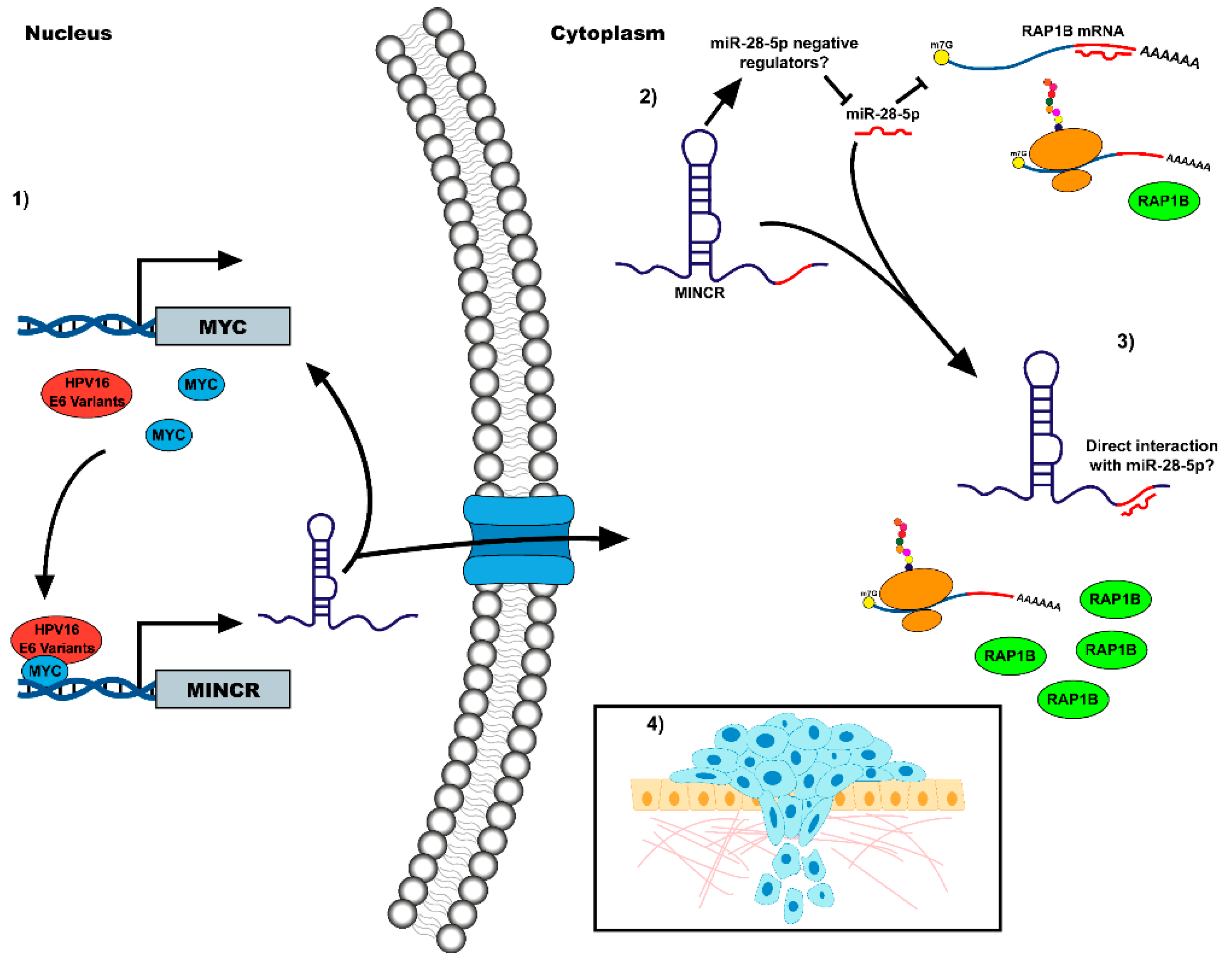 Viruses 14 00963 g005 550