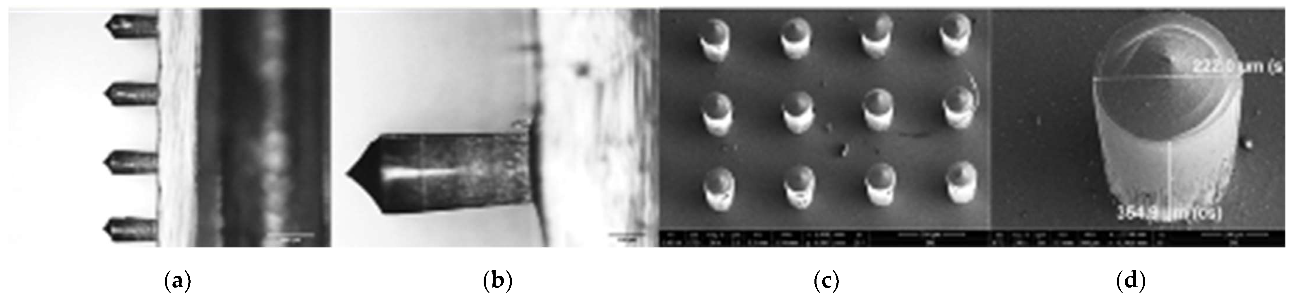 Viruses 14 00964 g002