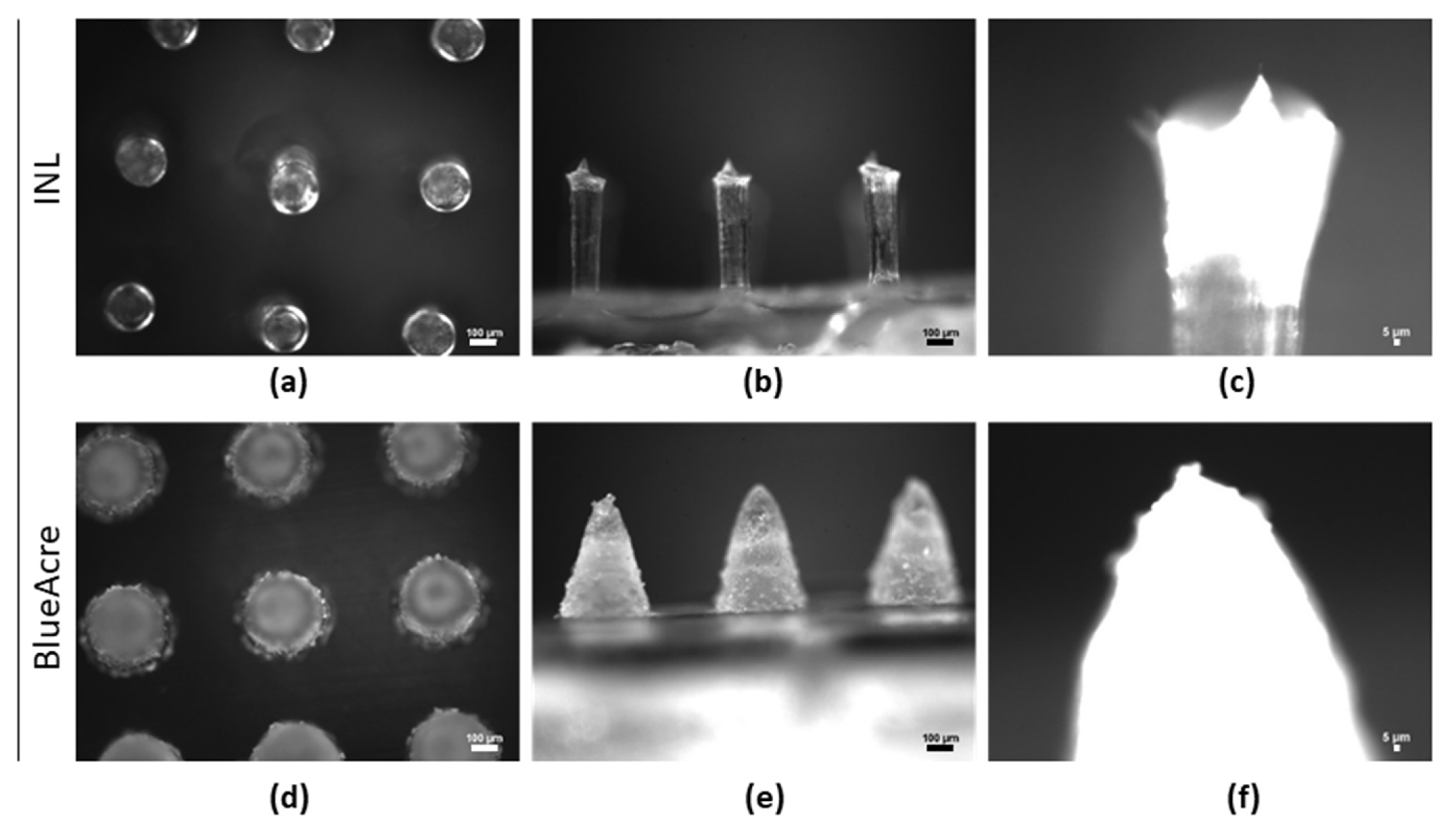 Viruses 14 00964 g003