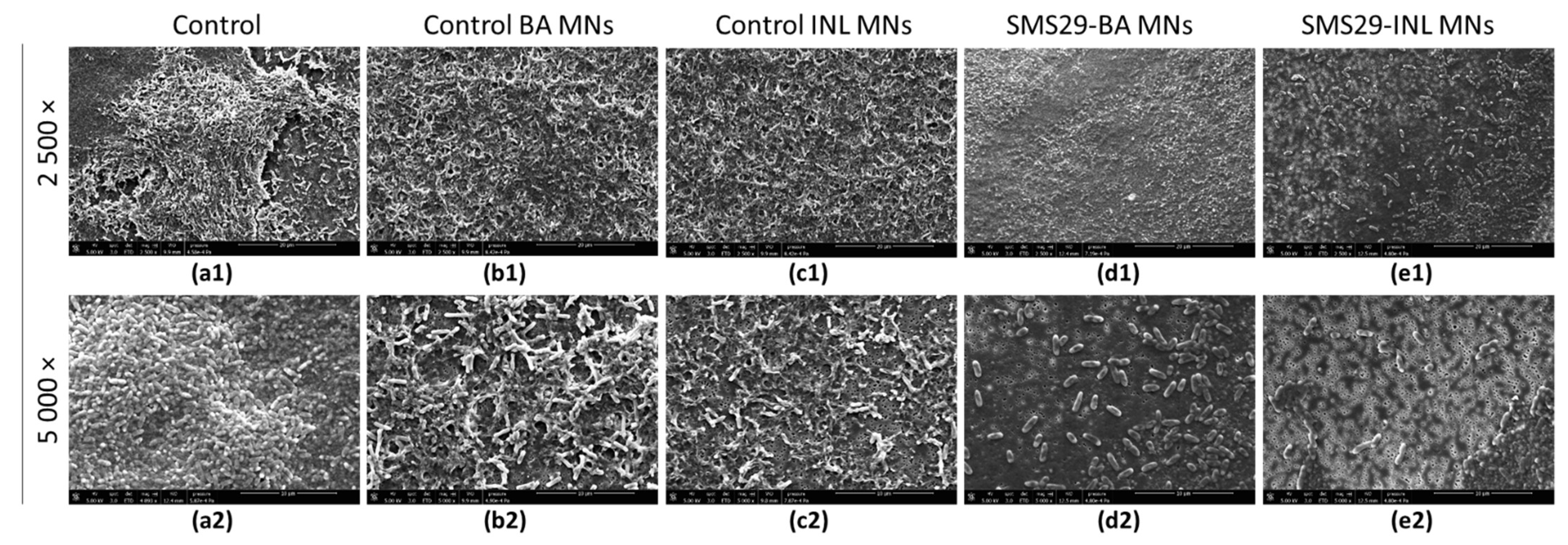 Viruses 14 00964 g008