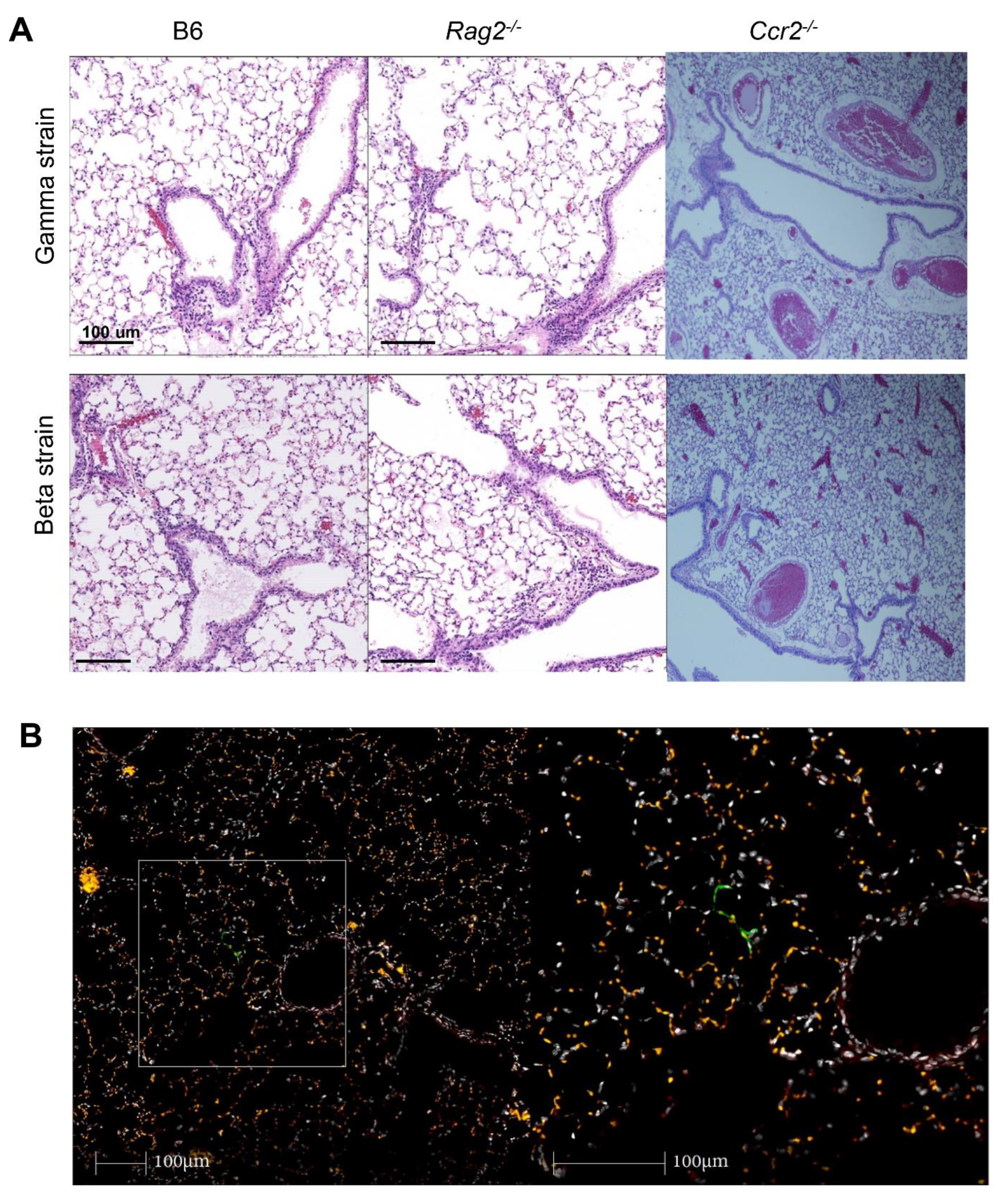 Viruses 14 00966 g002