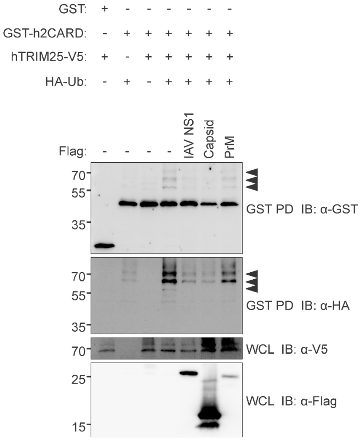 Viruses 14 00968 g007