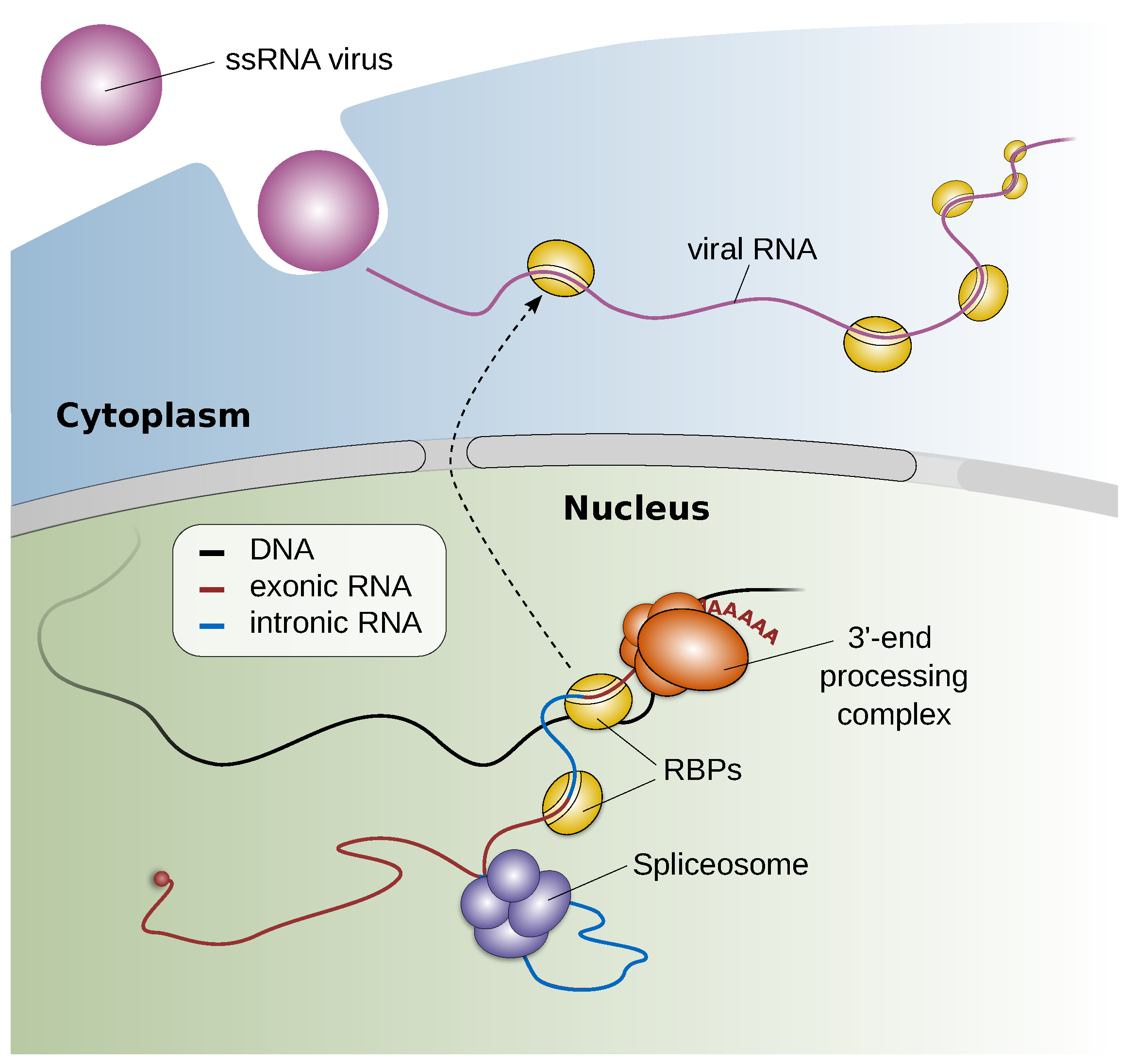 Viruses 14 00973 g004 550