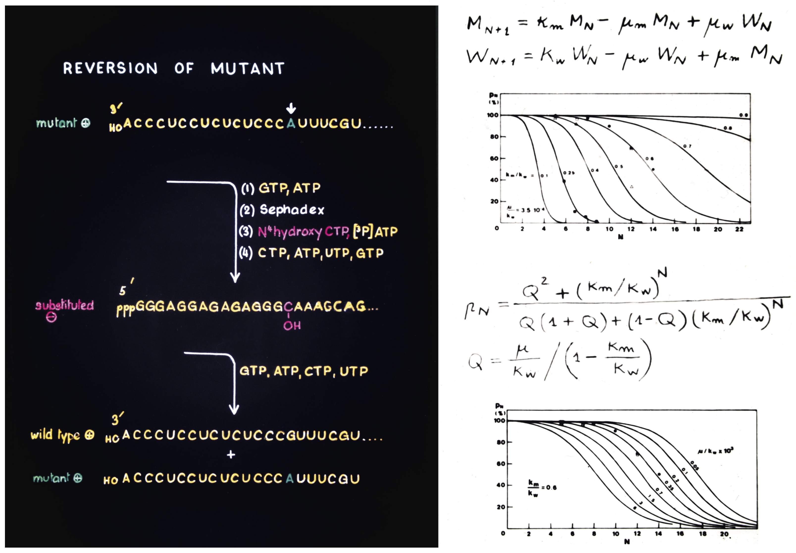 Viruses 14 00973 g005 550