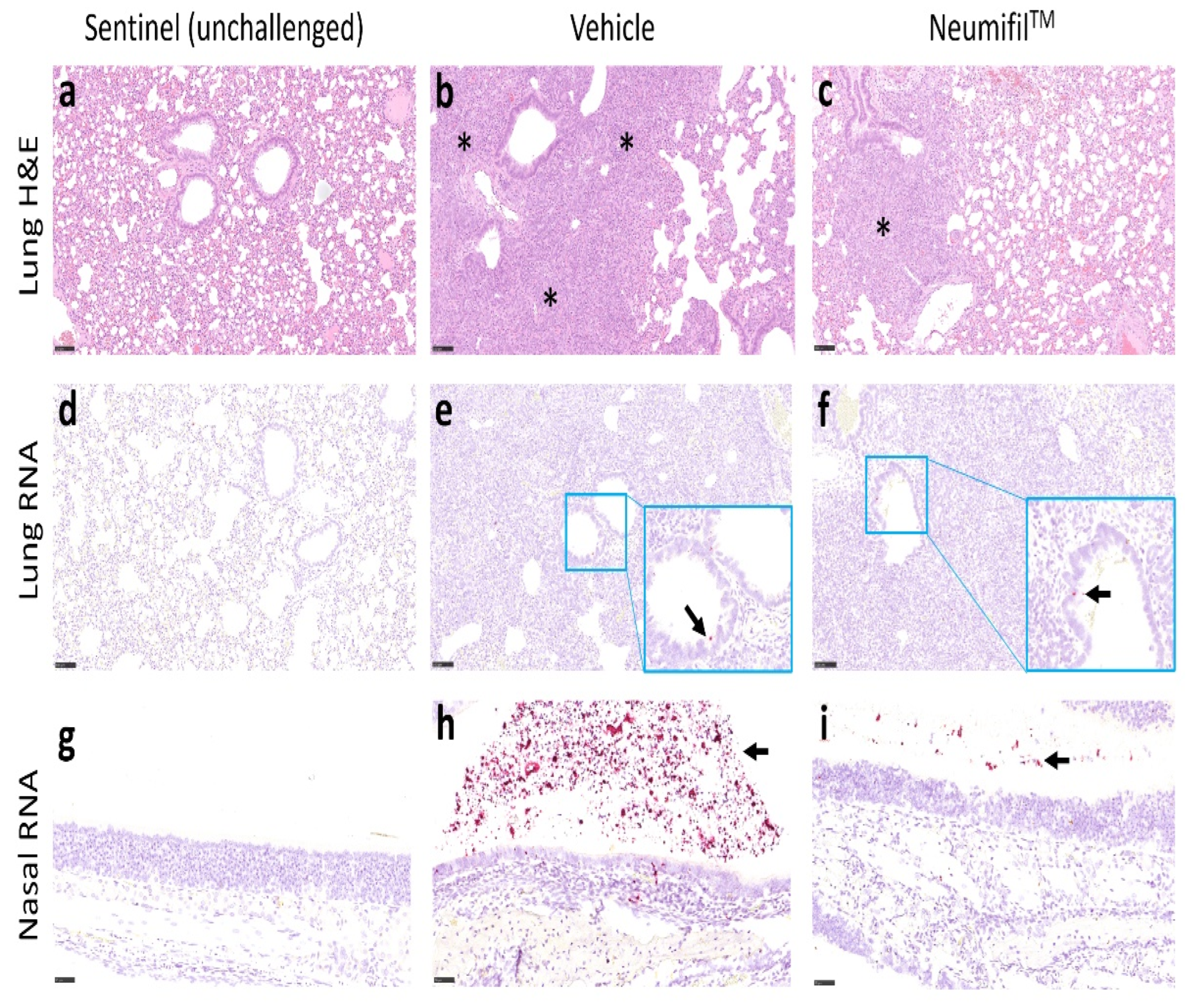 Viruses 14 00976 g005 550