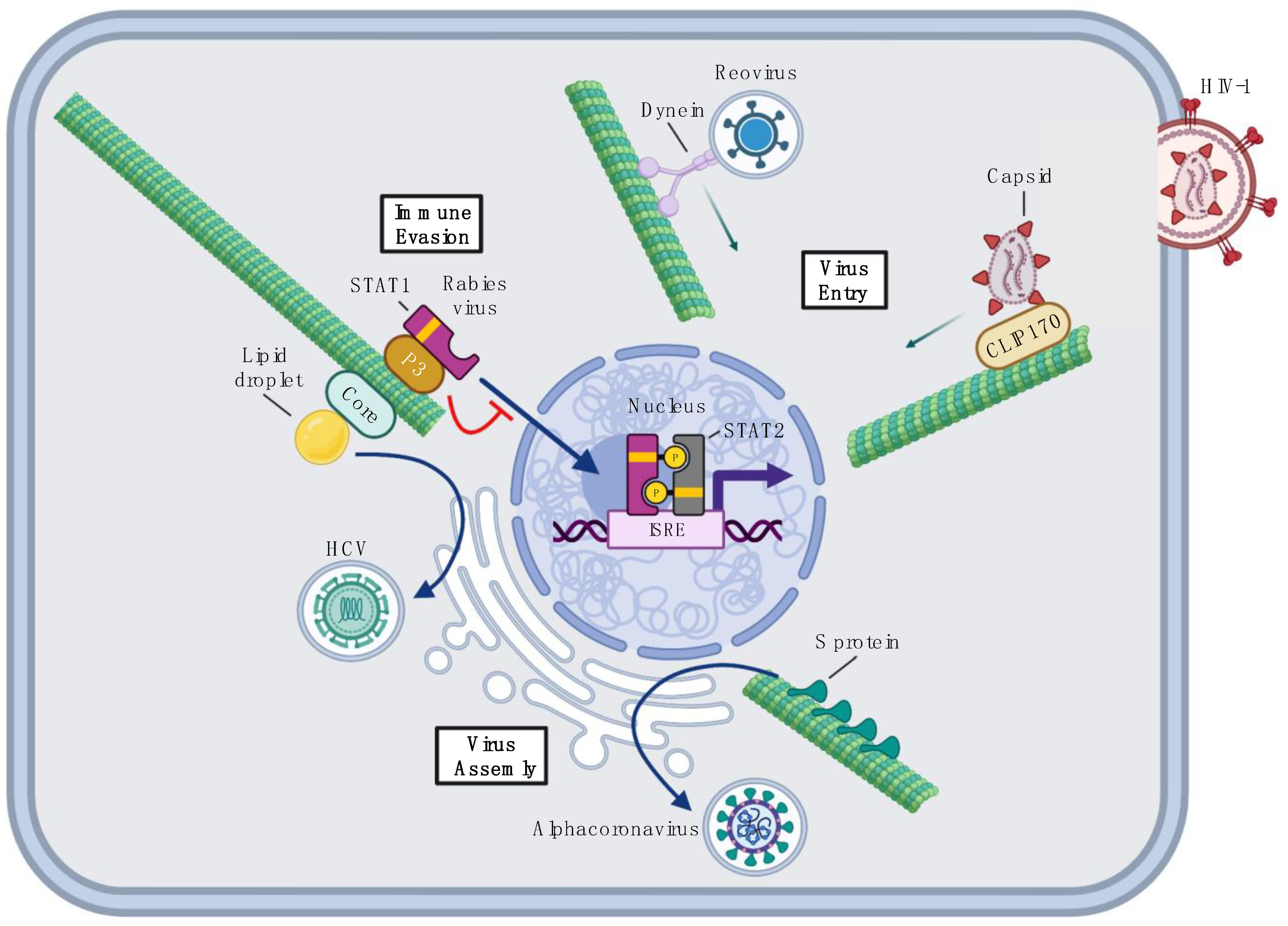 Viruses 14 00979 g001 Viruses 14 00979 g001