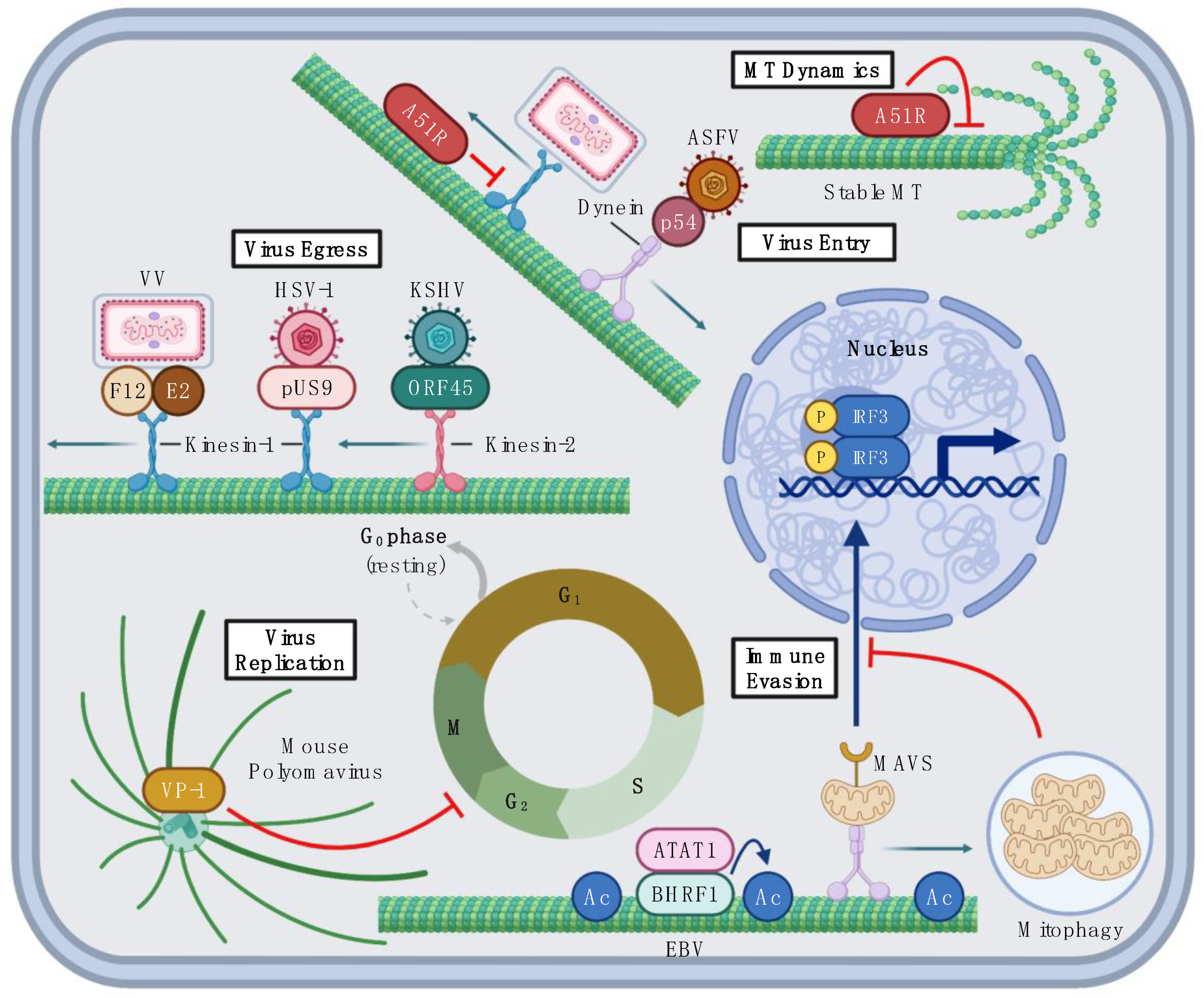 Viruses 14 00979 g002 Viruses 14 00979 g002
