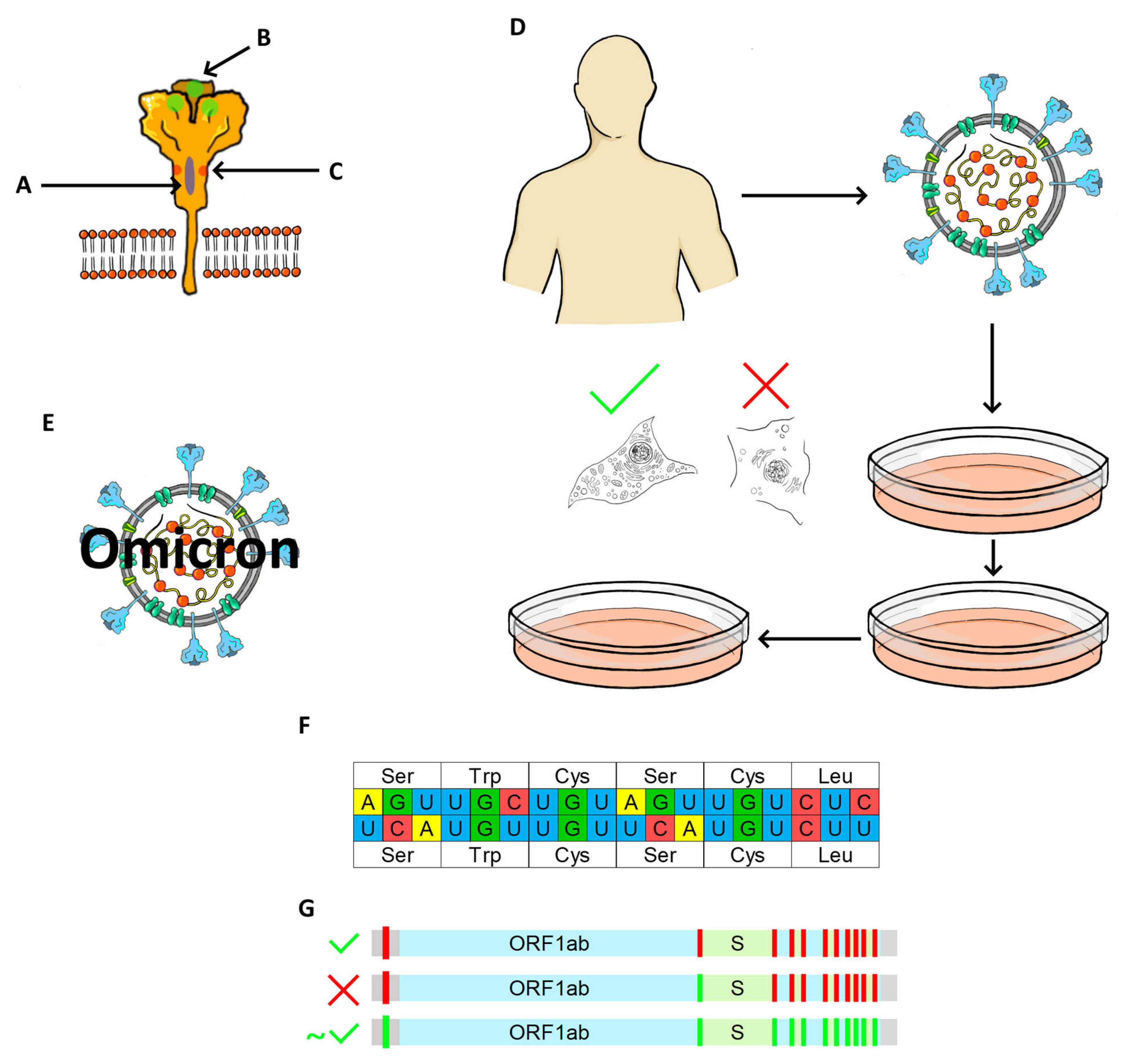 Viruses 14 00991 g003