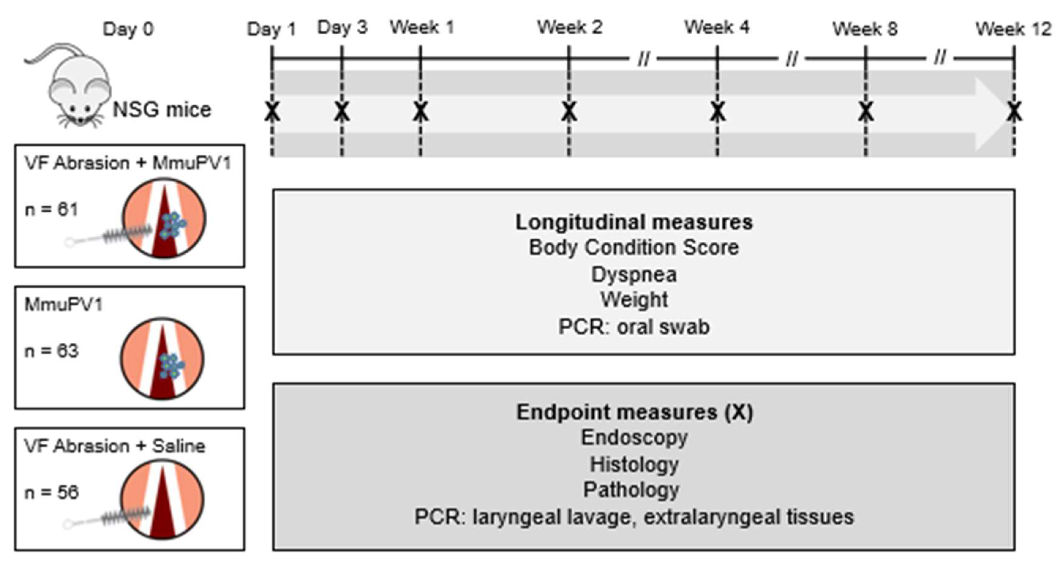 Viruses 14 01000 g001