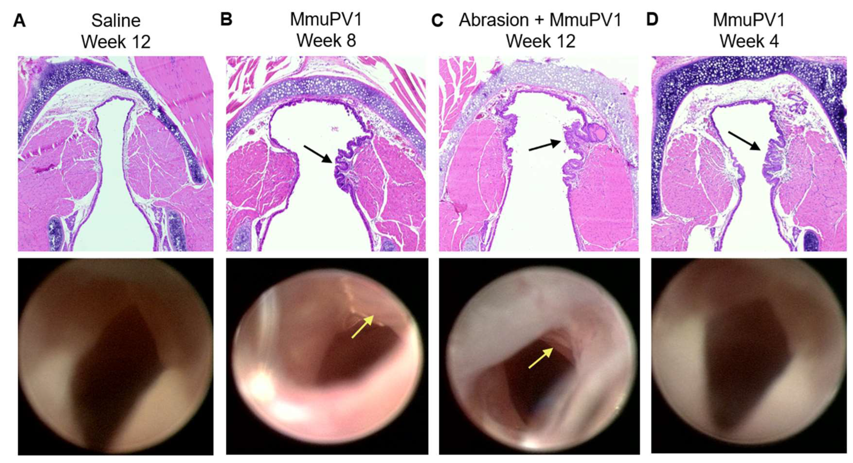 Viruses 14 01000 g003