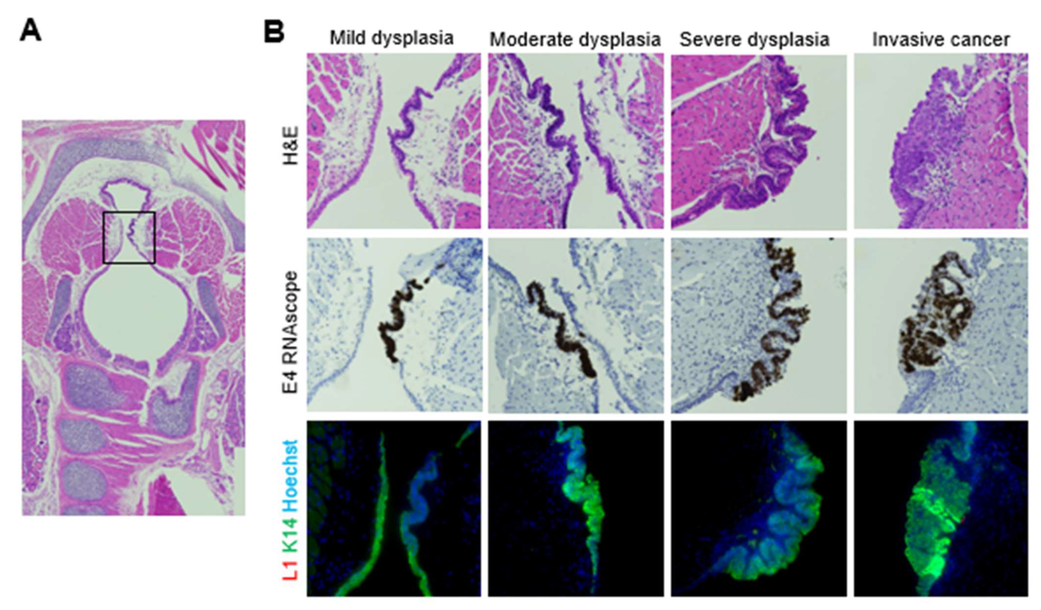 Viruses 14 01000 g006