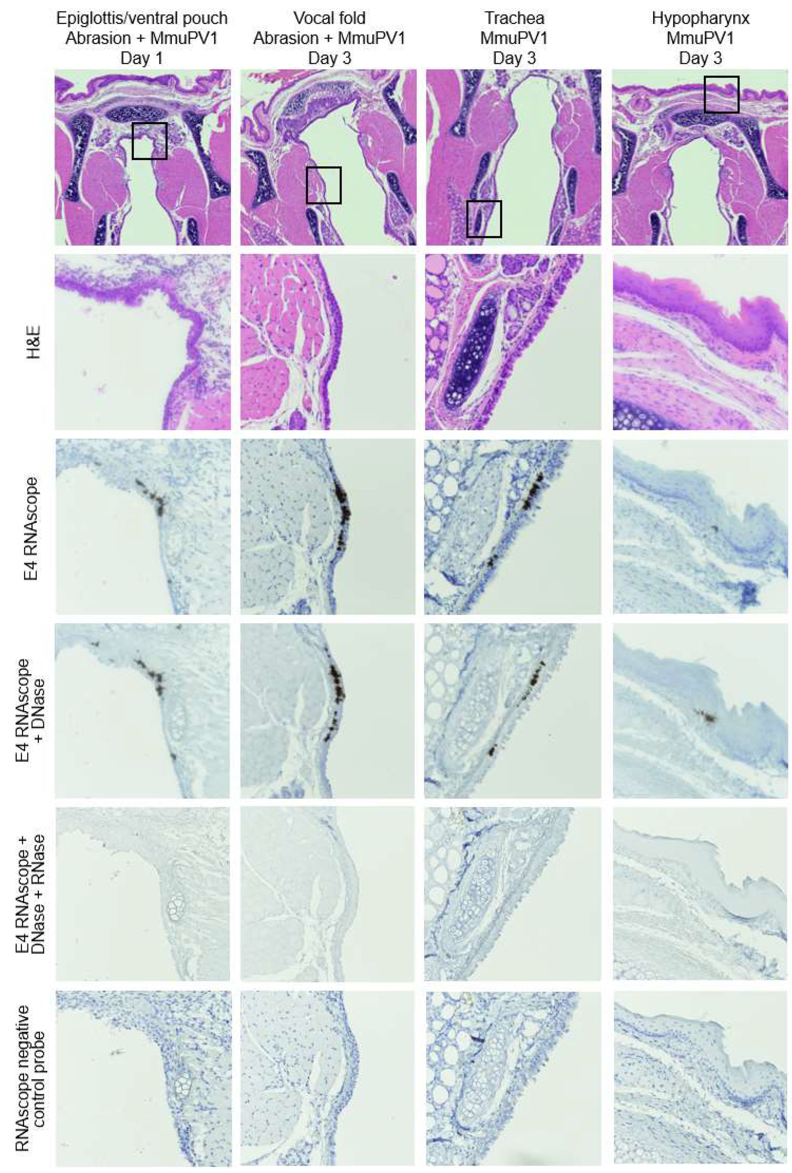 Viruses 14 01000 g008