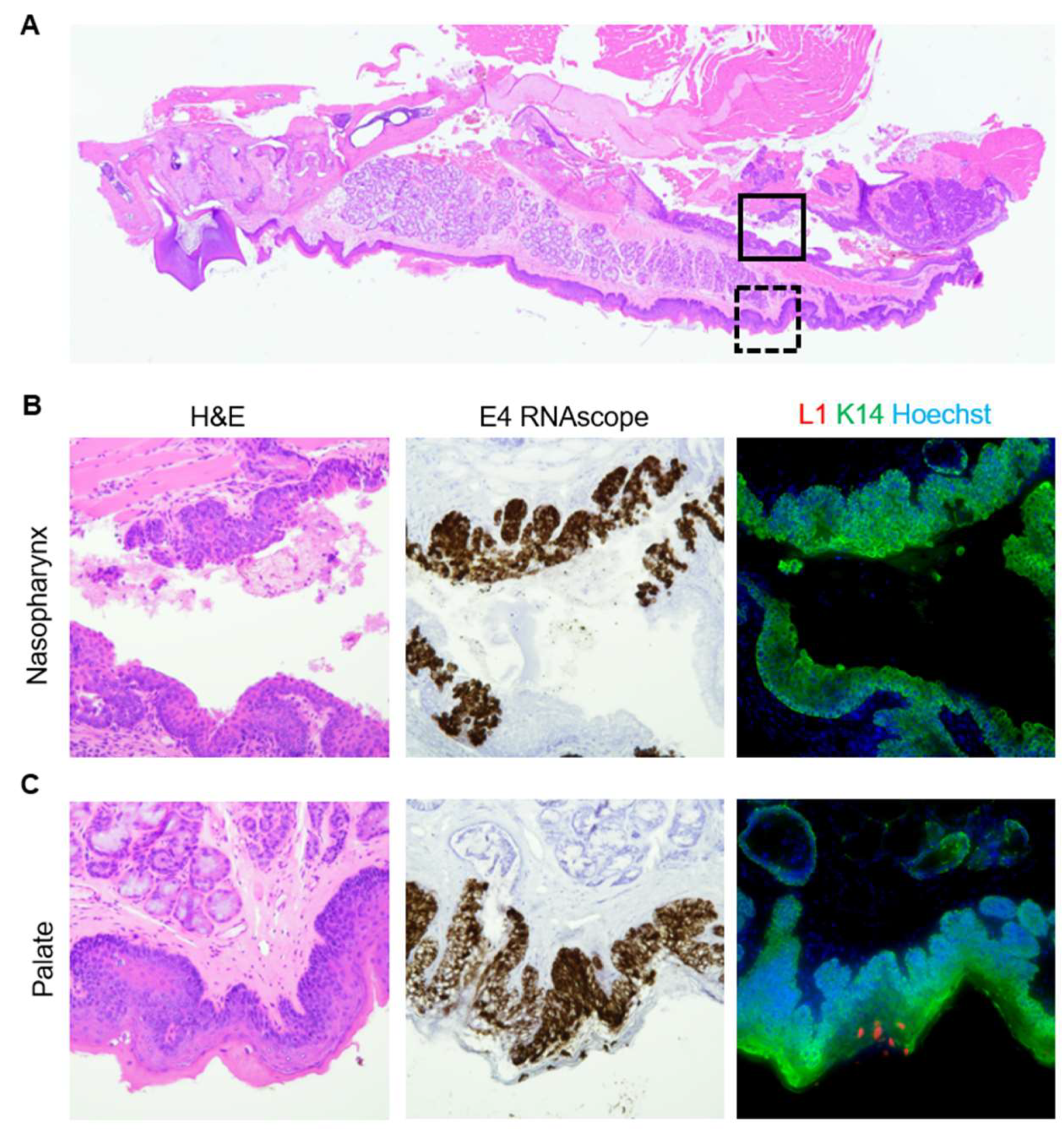Viruses 14 01000 g009