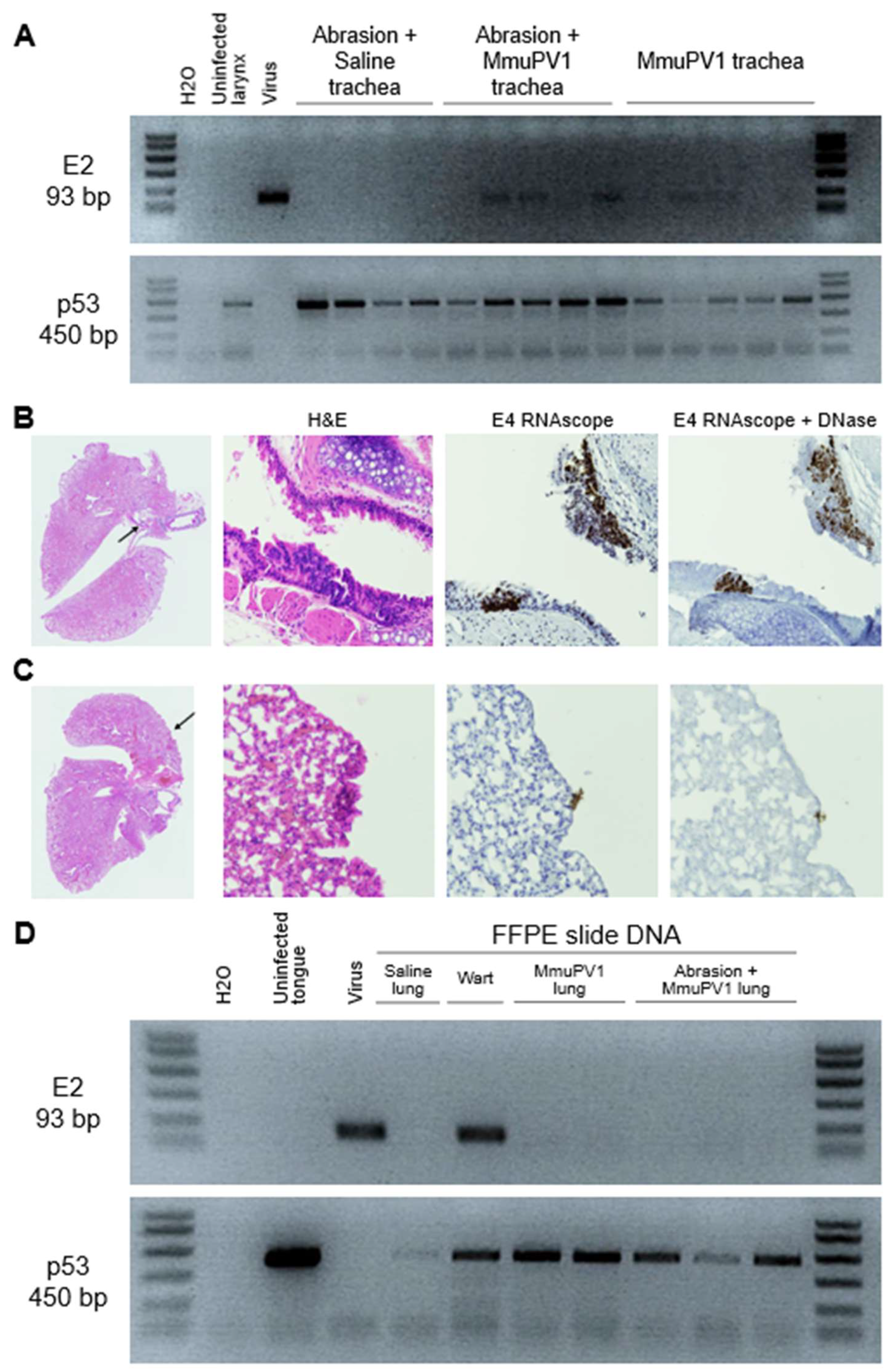 Viruses 14 01000 g010