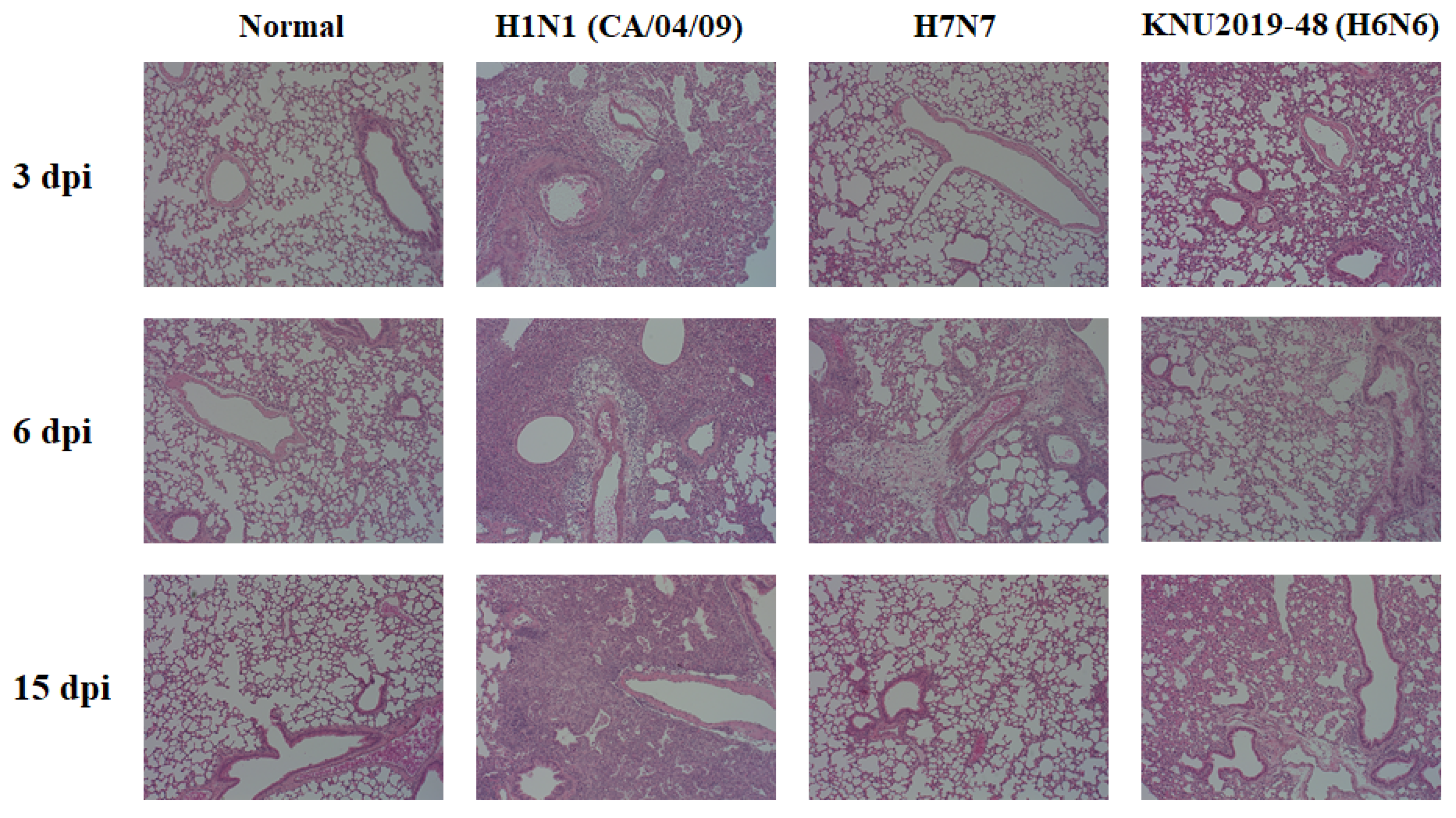 Viruses 14 01001 g007 Viruses 14 01001 g007