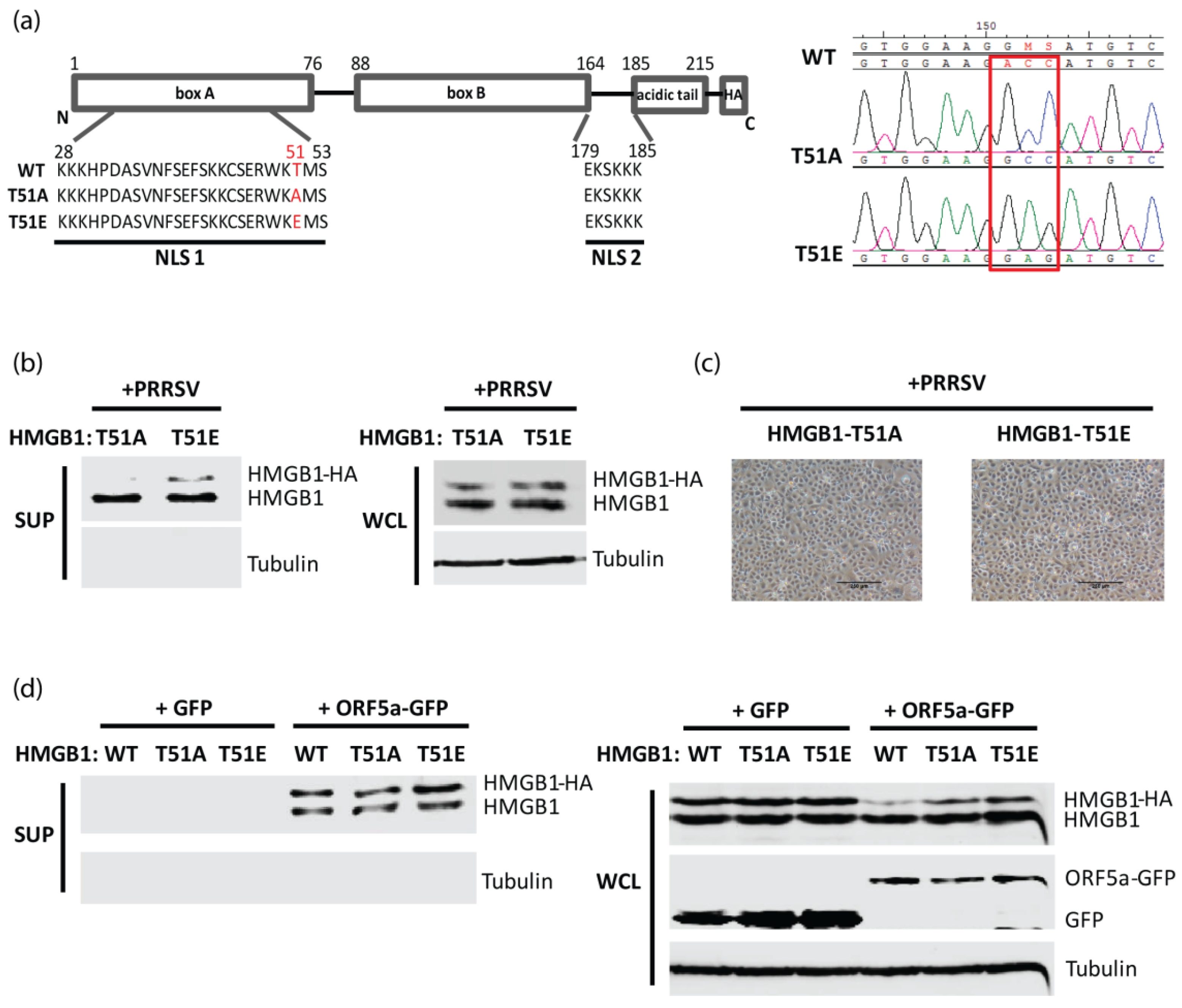 Viruses 14 01002 g002